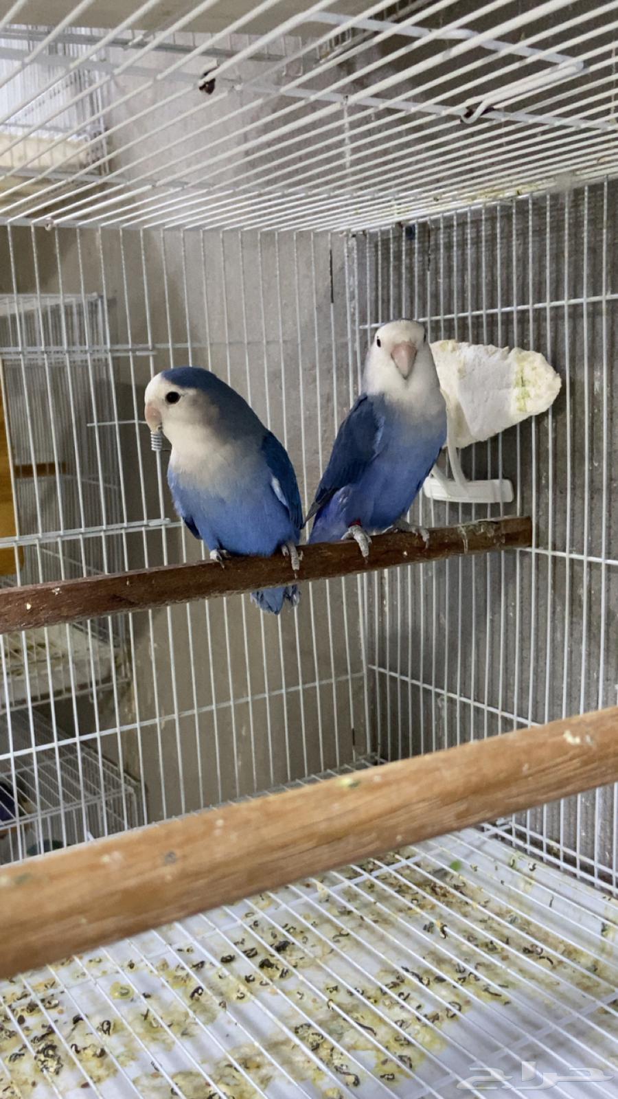 زوج روز محلل للبيع جاهز الى الانتاج64441377502339113