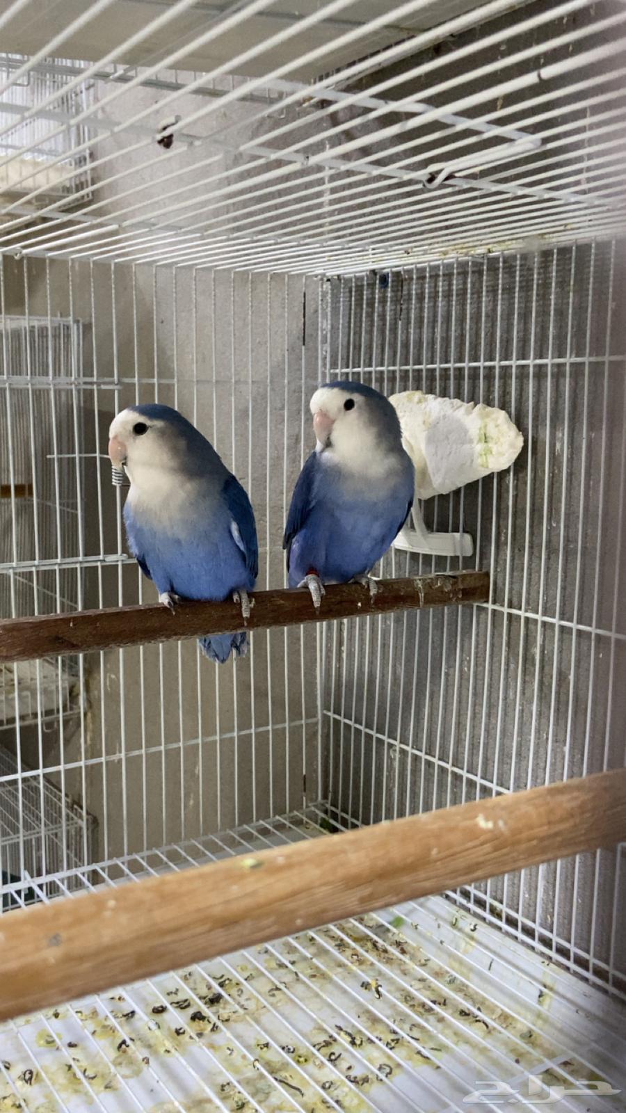 زوج روز محلل للبيع جاهز الى الانتاج64441377502339110