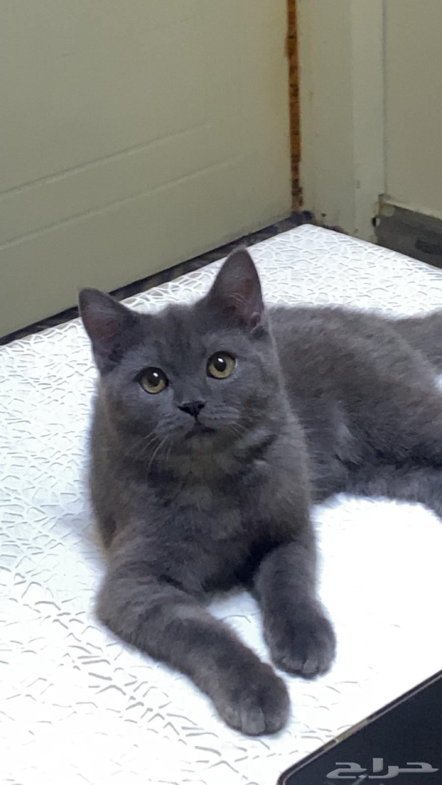 قطط64433819841025111