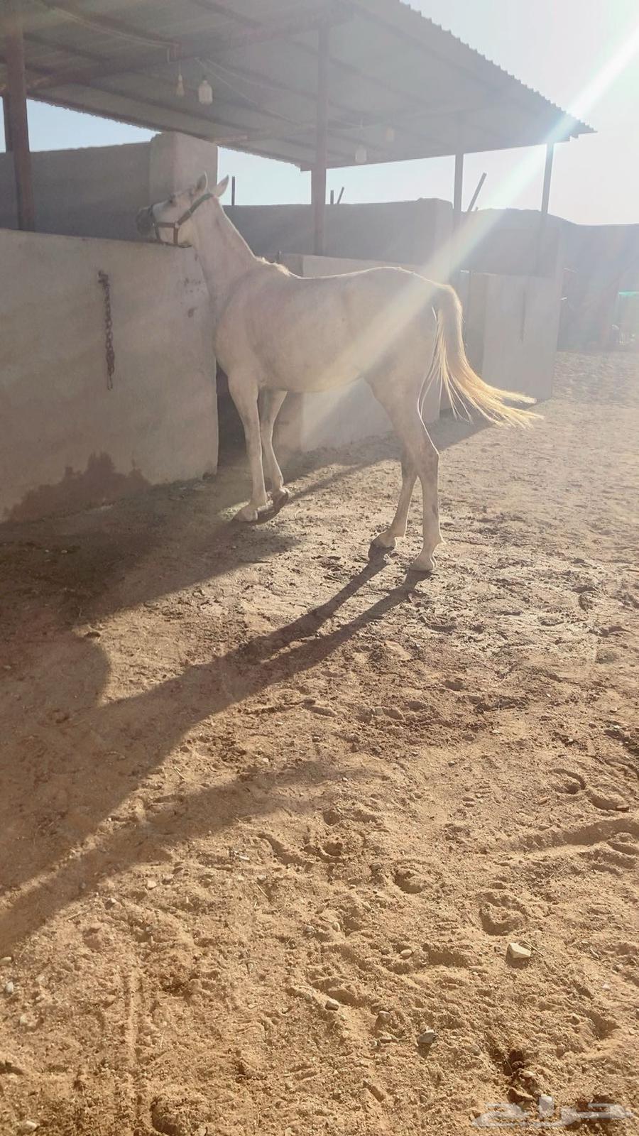 سلام عليكم الفرش للبيع64435095463937112