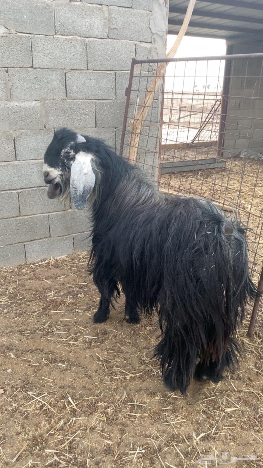 Goat64439890603138110