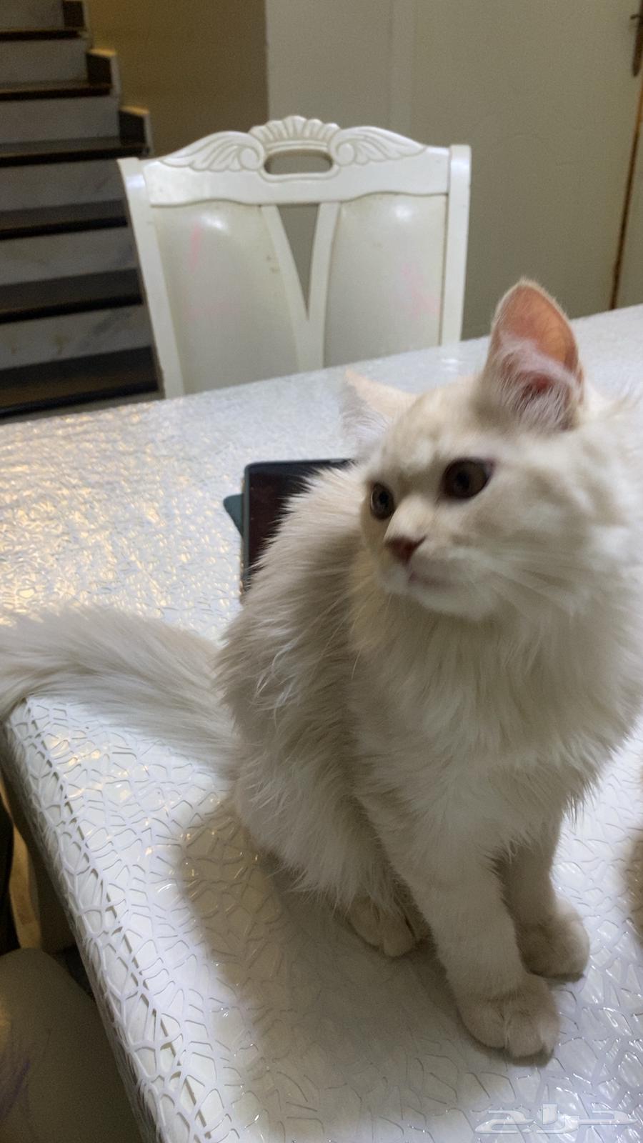 قطط64433819841025113