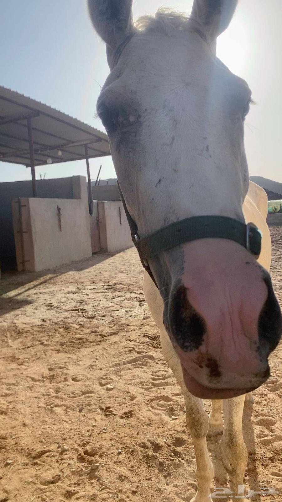 سلام عليكم الفرش للبيع64435095463937111