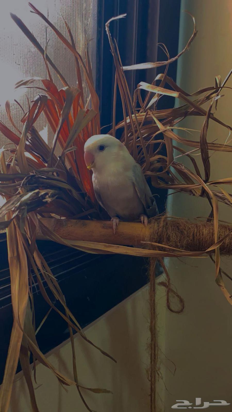 جوز روز مع فيتامينات64437625496322114