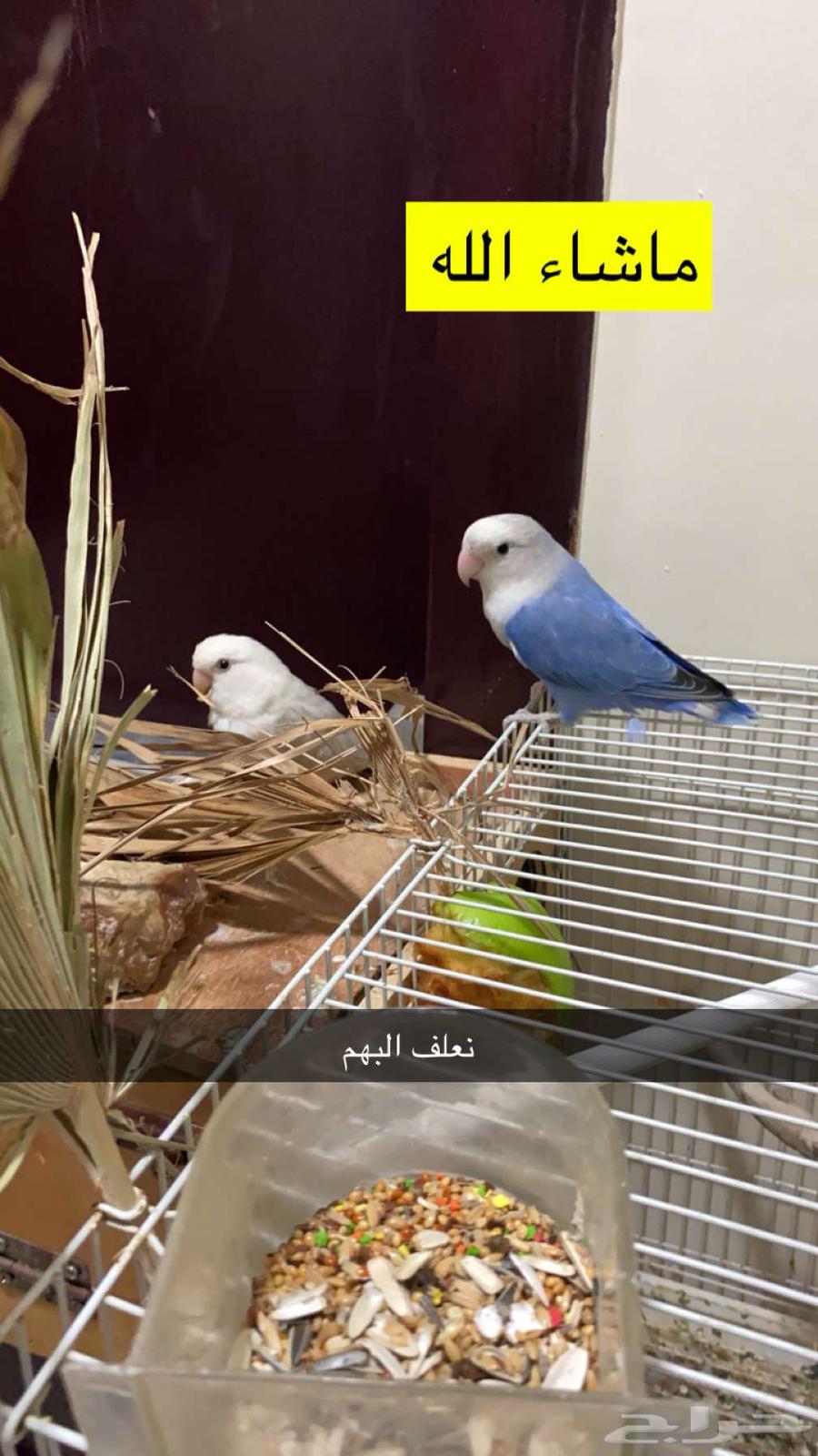 جوز روز مع فيتامينات64437625496322113