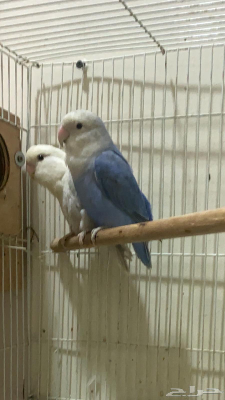 جوز روز مع فيتامينات64437625496322110