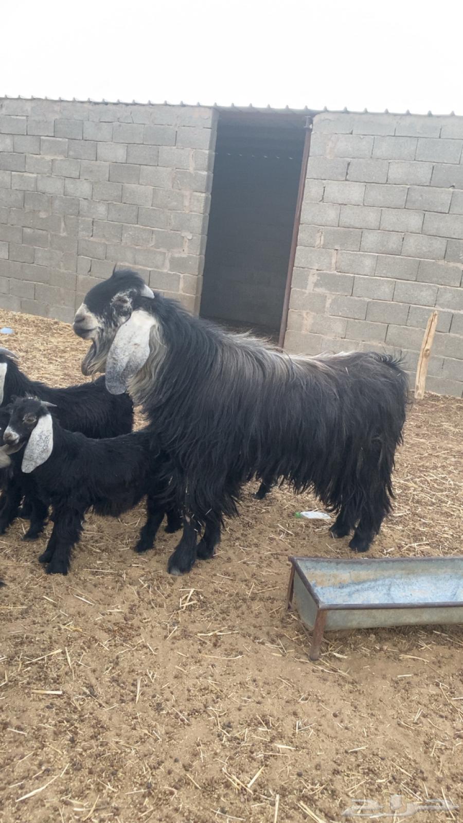 Goat64439890603138111