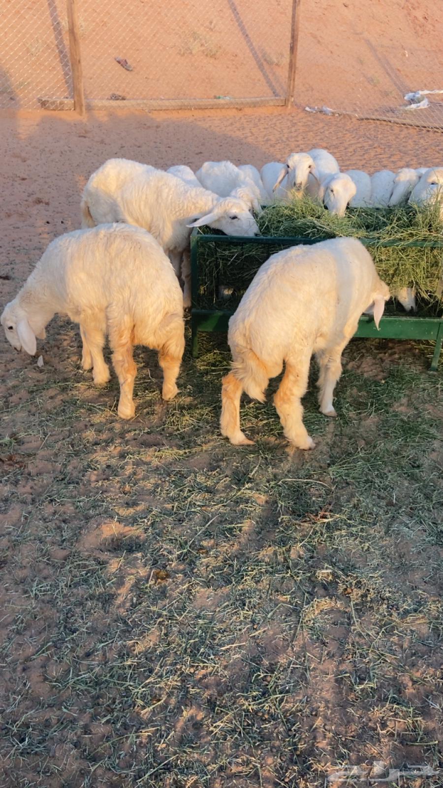 طليان ورخال بهم64440164689537112