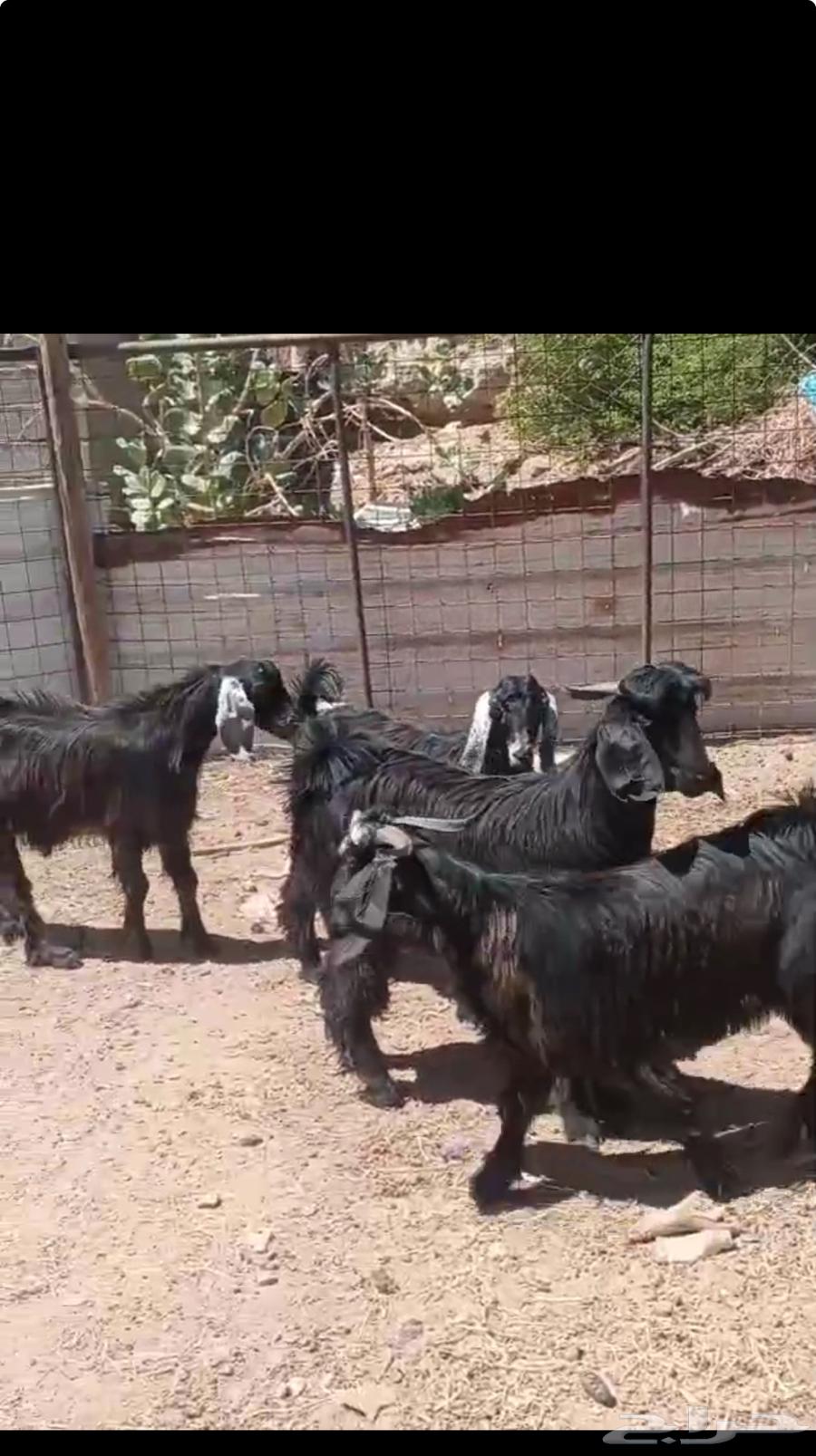 Tious for sale64441787201281110