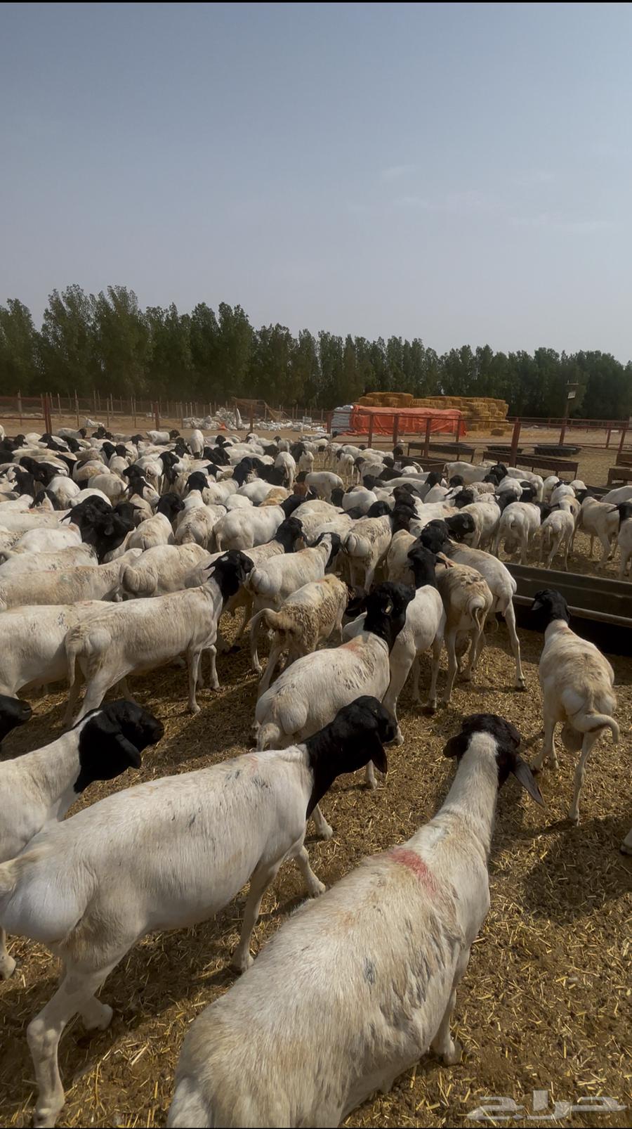 Equal Rabab meat and fat64436172904323110