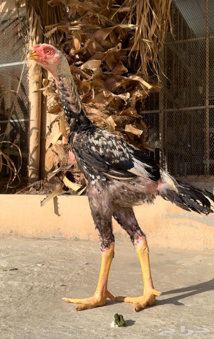 ديك فارسي64436789767555111