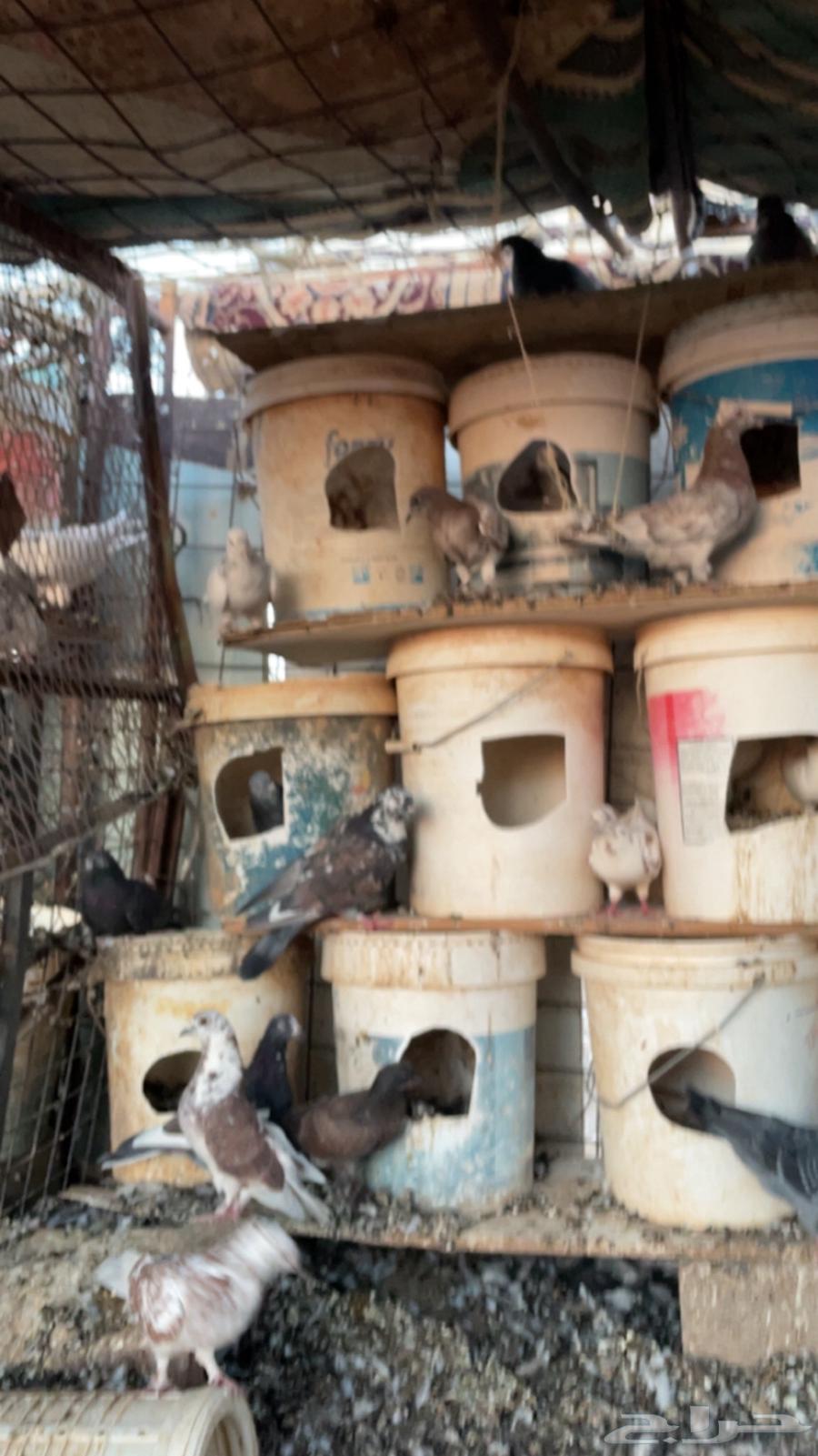 حمام للبيع64413891596929113