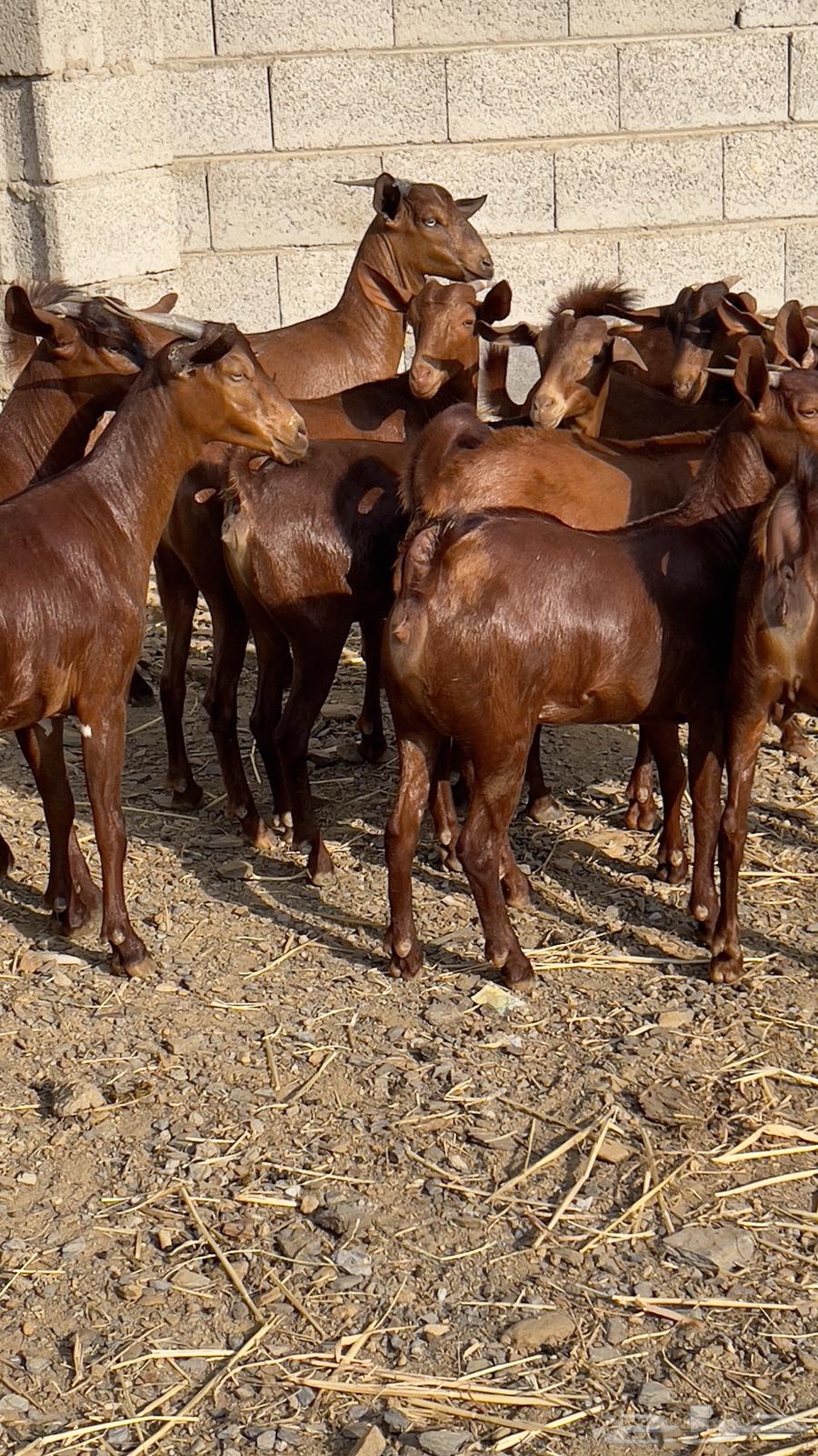 معزا دهم دبس جذعات ( تم البيع )64435163726977111