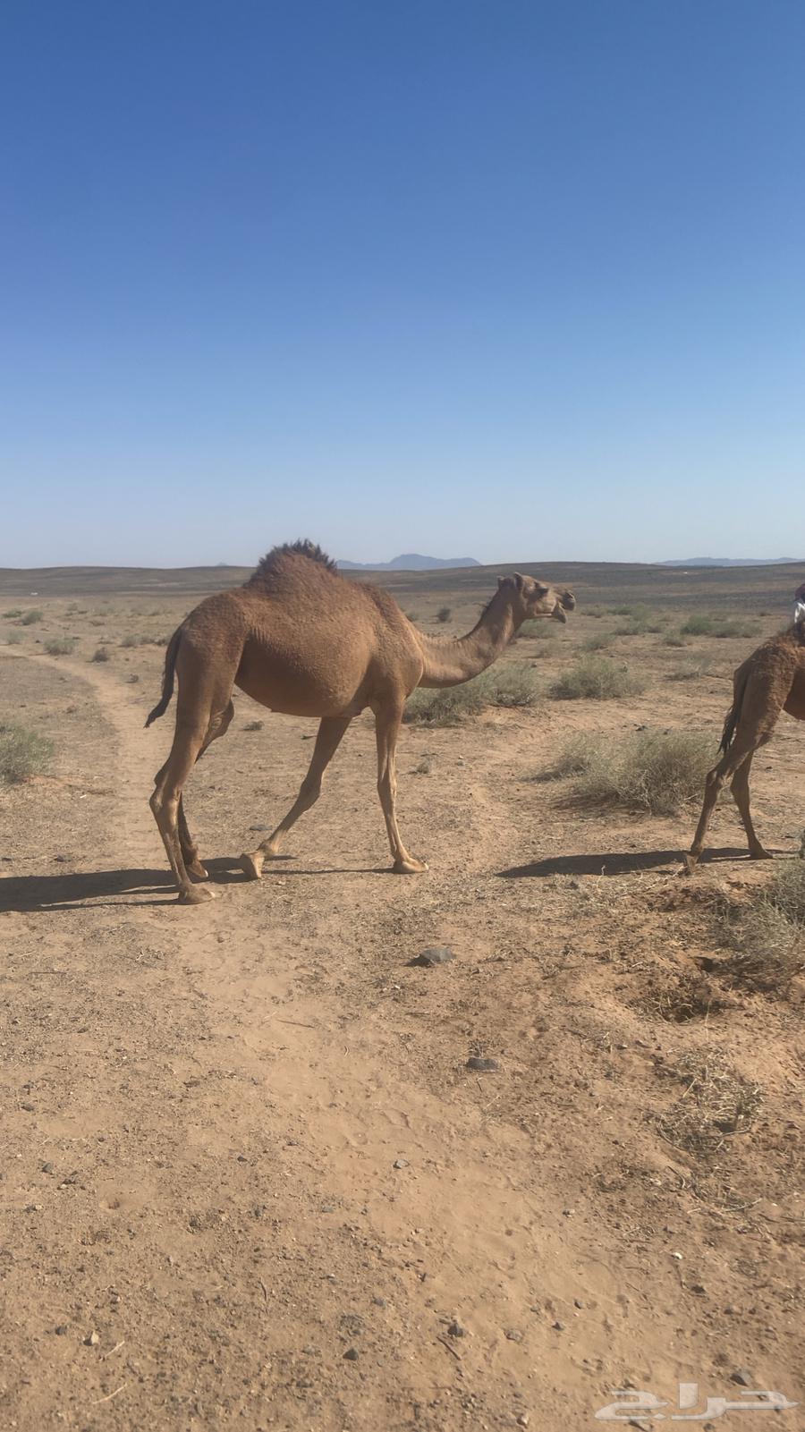 للبيع بكره طيبه64433686559619110