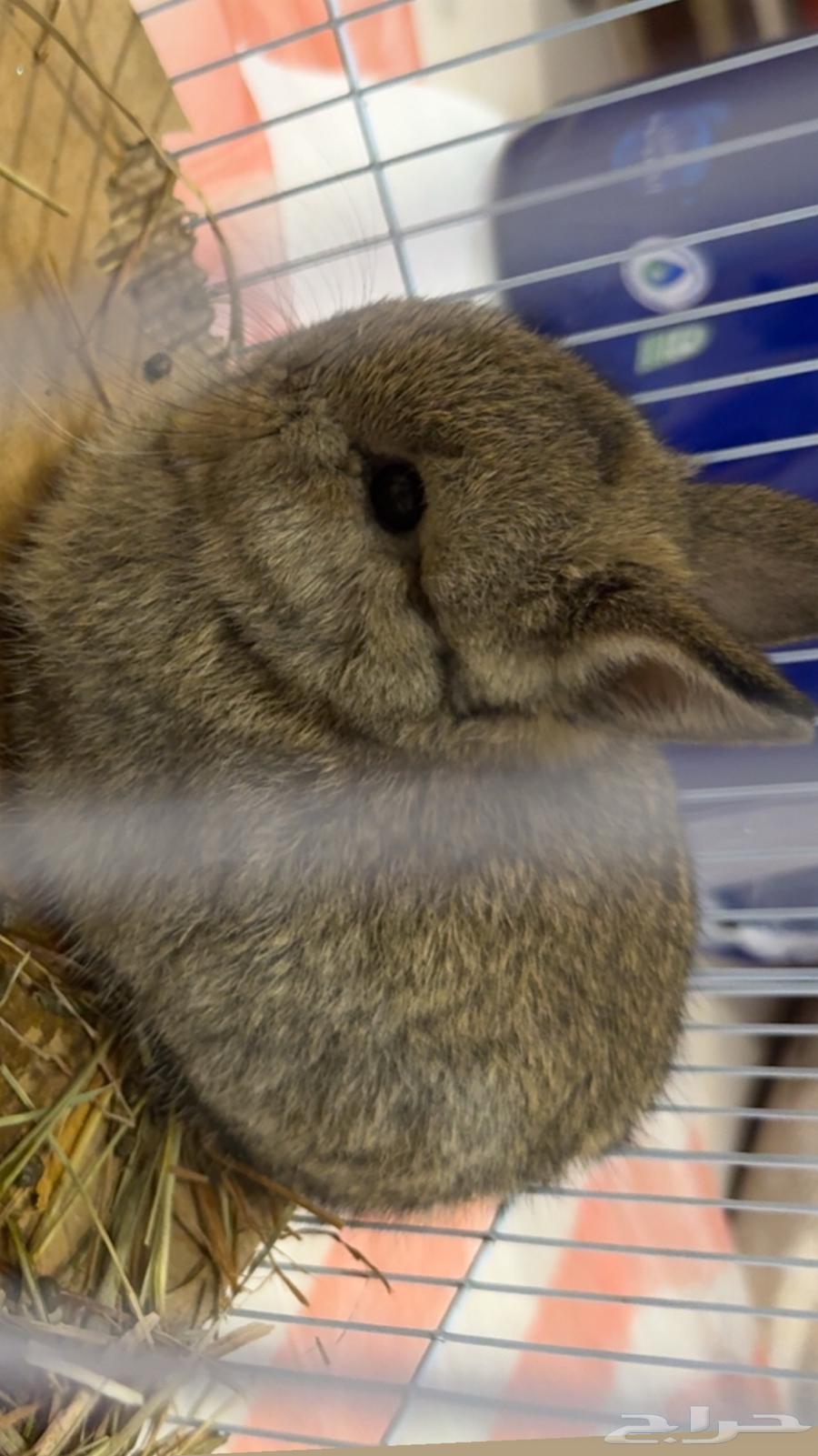 Dwarf Netherland rabbit for sale64441253676546110