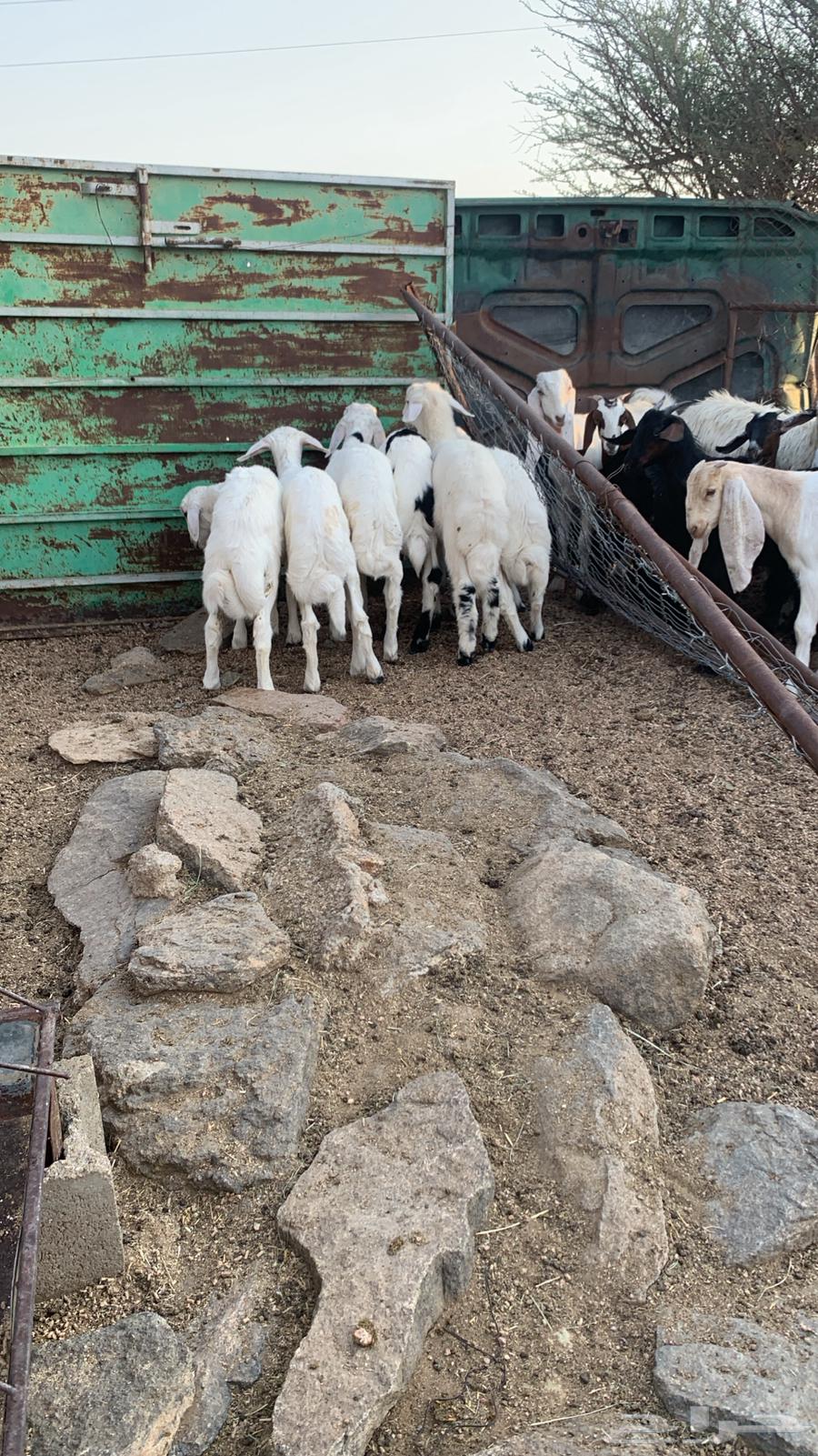 خرفان كفووو سعاره مناسب64440397226242110