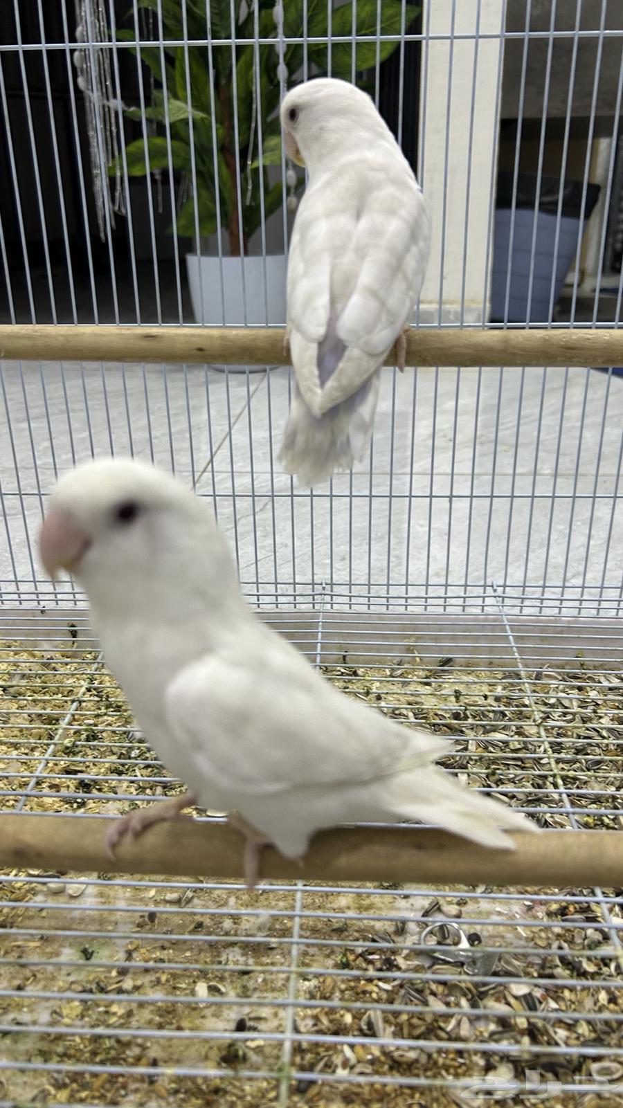 روز البينو64437288477057111