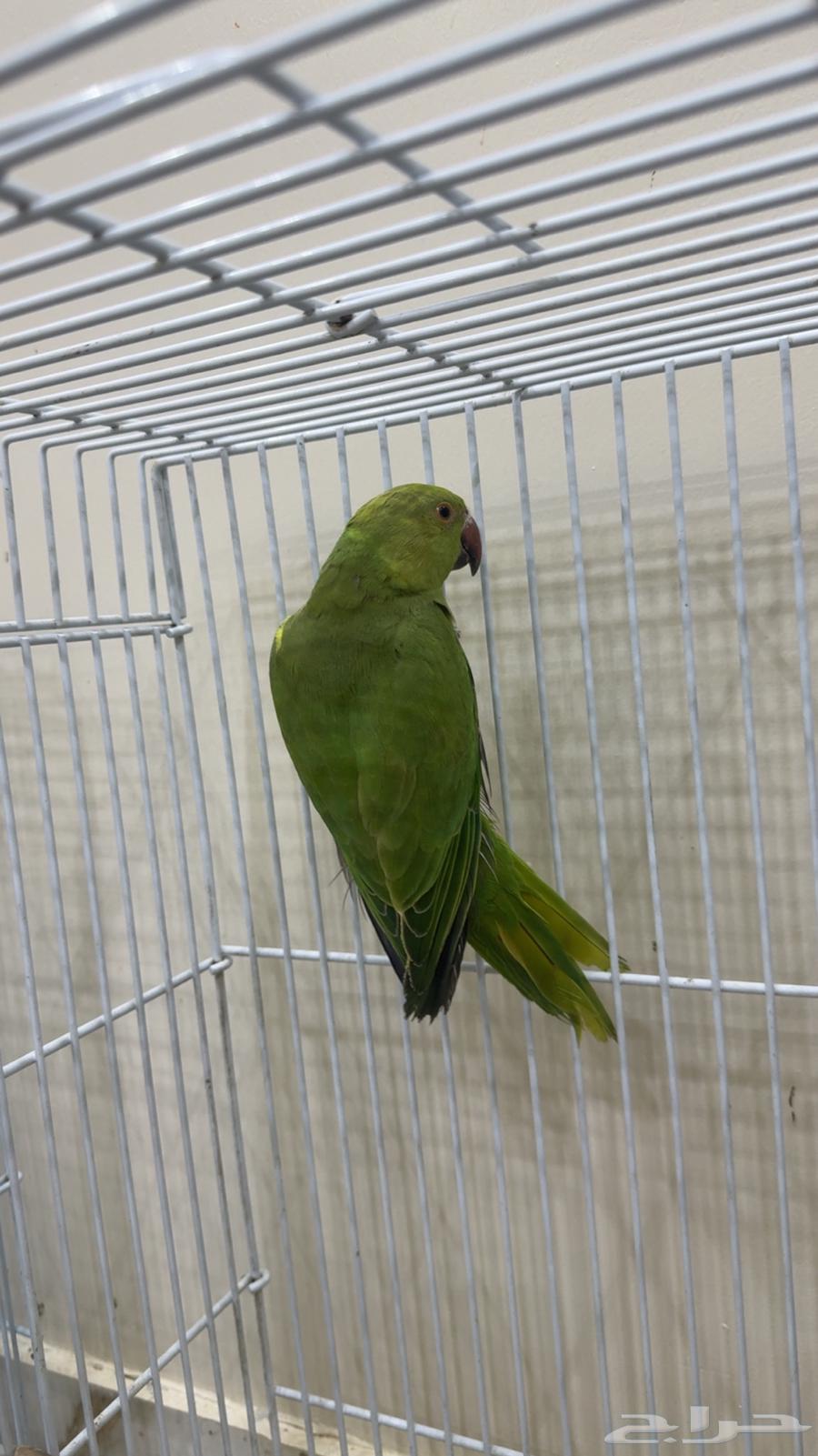 ببغاء دره هندي ( يوجد تابي وتمارا )64441117400450114