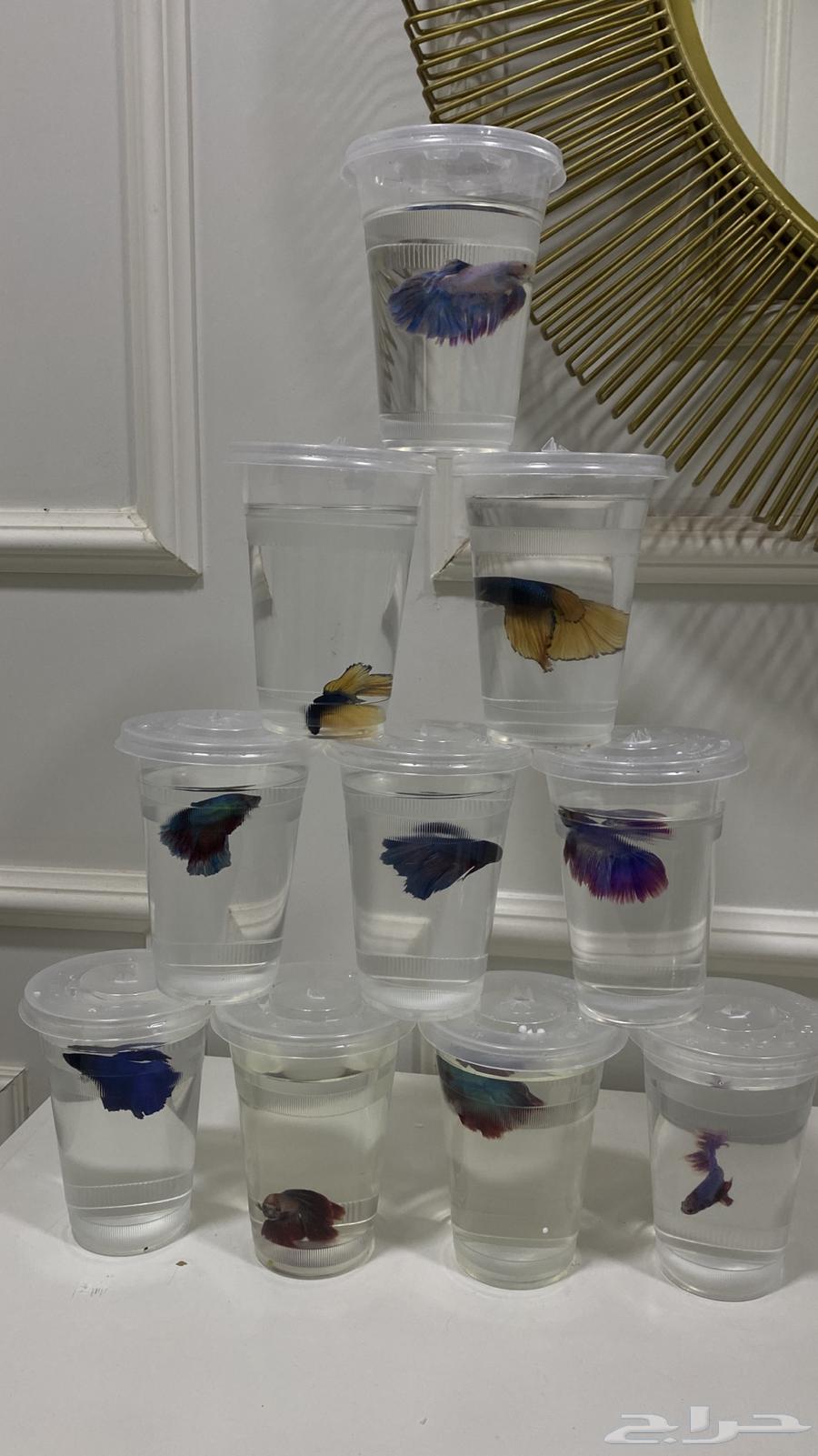 سمك للبيع فايتر فل مون مع الفازات وبدون64440806320899110