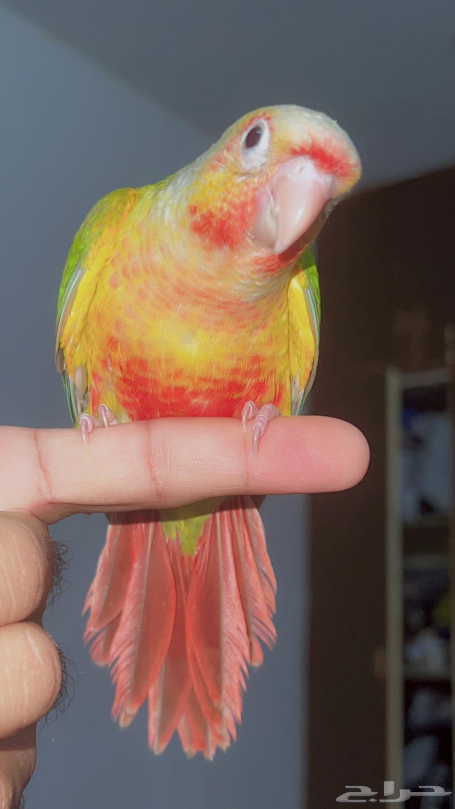 كنيور انناس رد فيس مفطوم64439760989569110