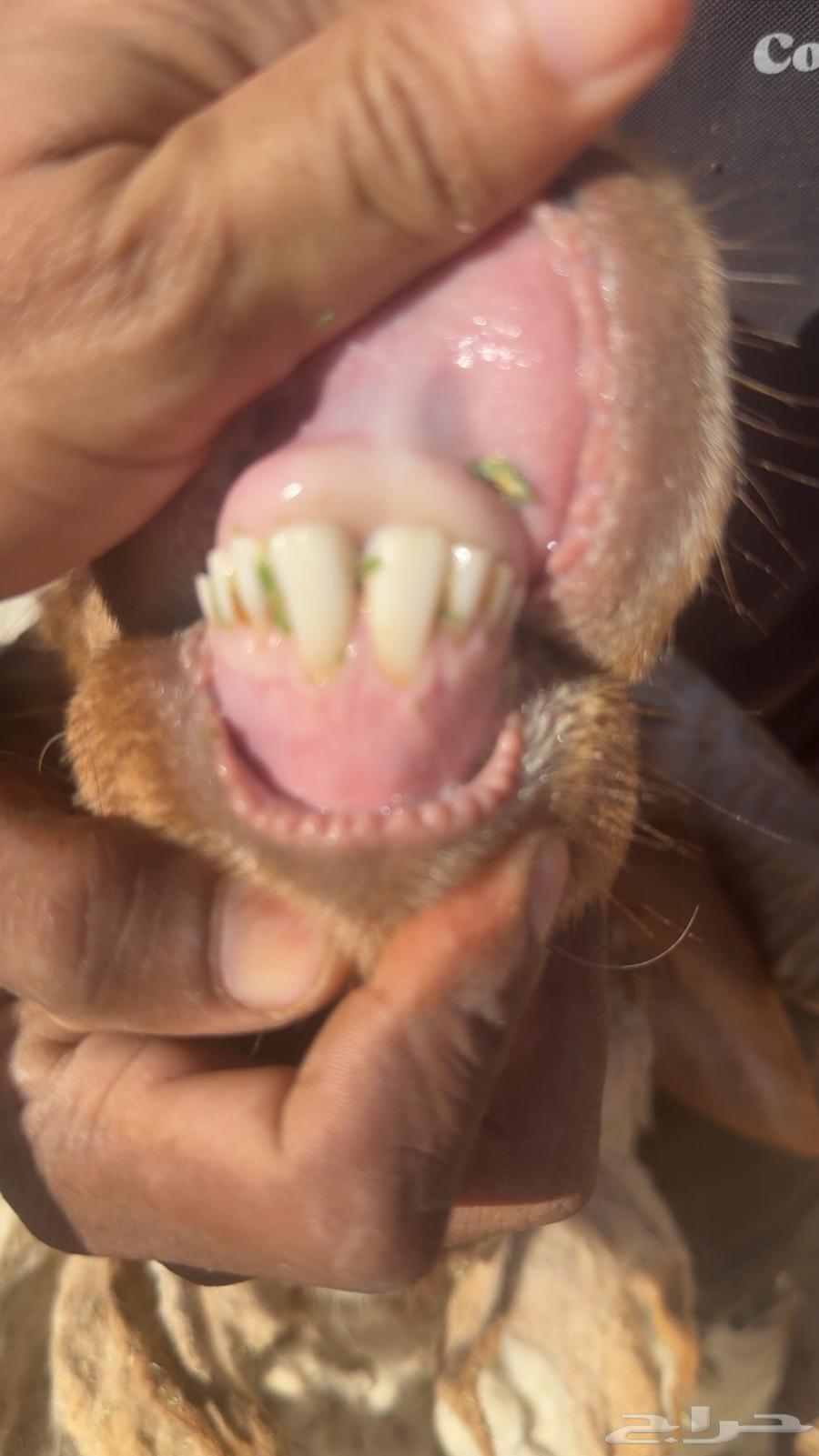 خروف نعيمي للبيع64435450119938111