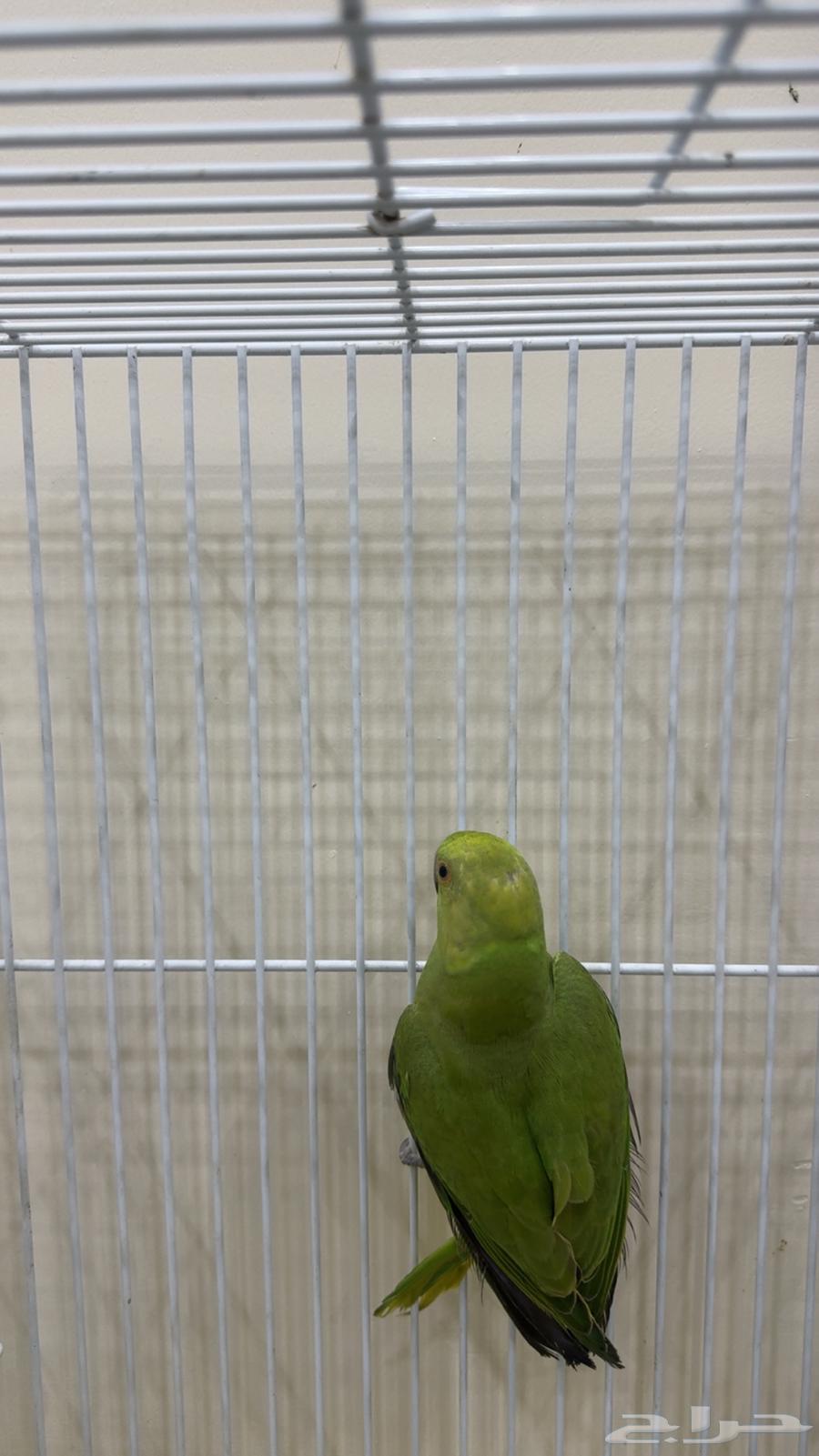 ببغاء دره هندي ( يوجد تابي وتمارا )64441117400450110