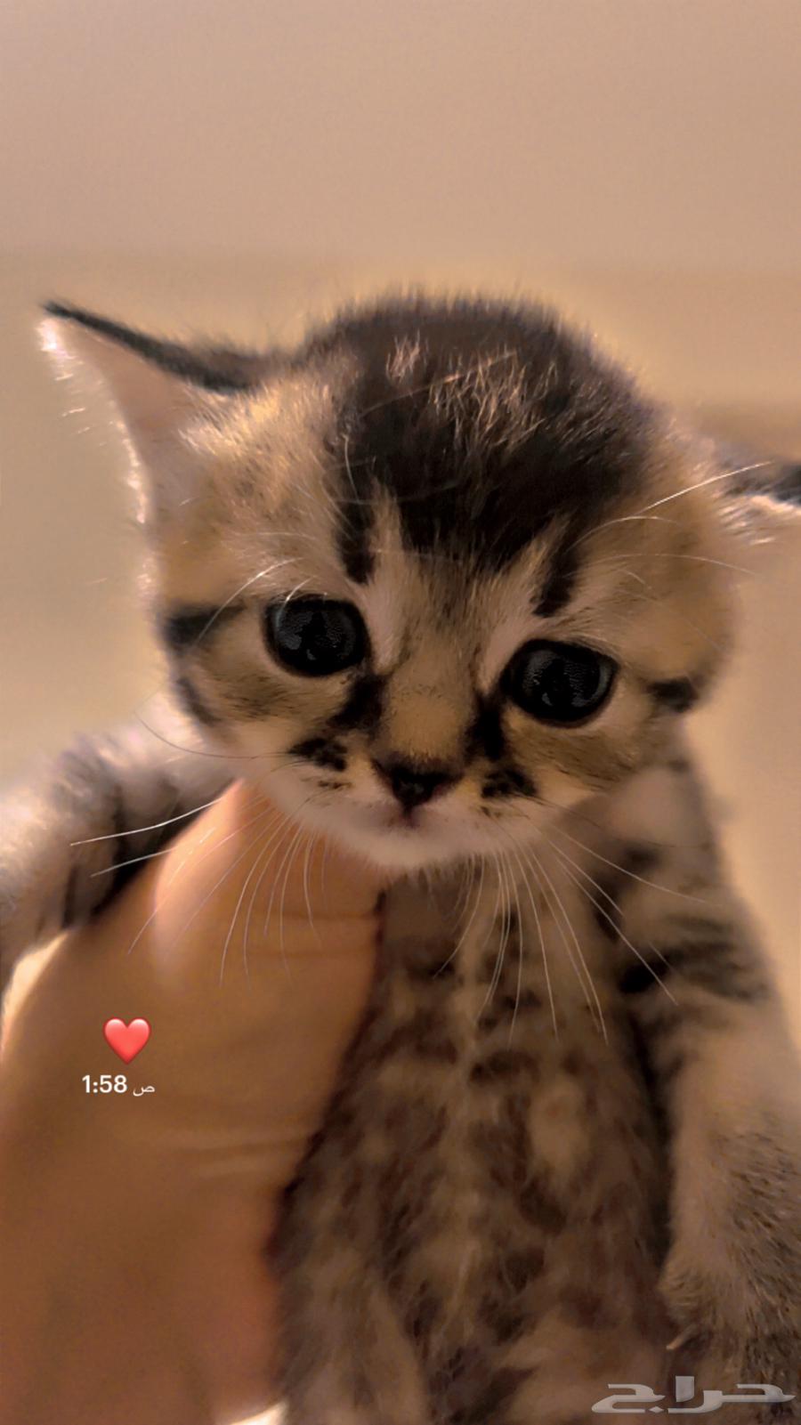 قطط للبيع64440683849987110