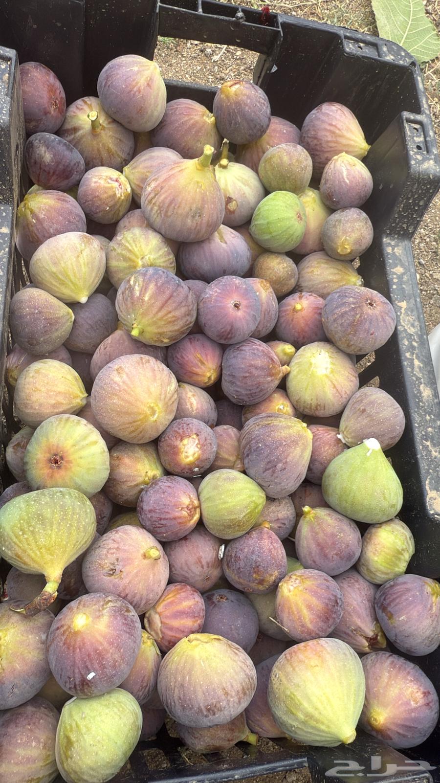 تين احمر خلف عسير مول64436869973251112