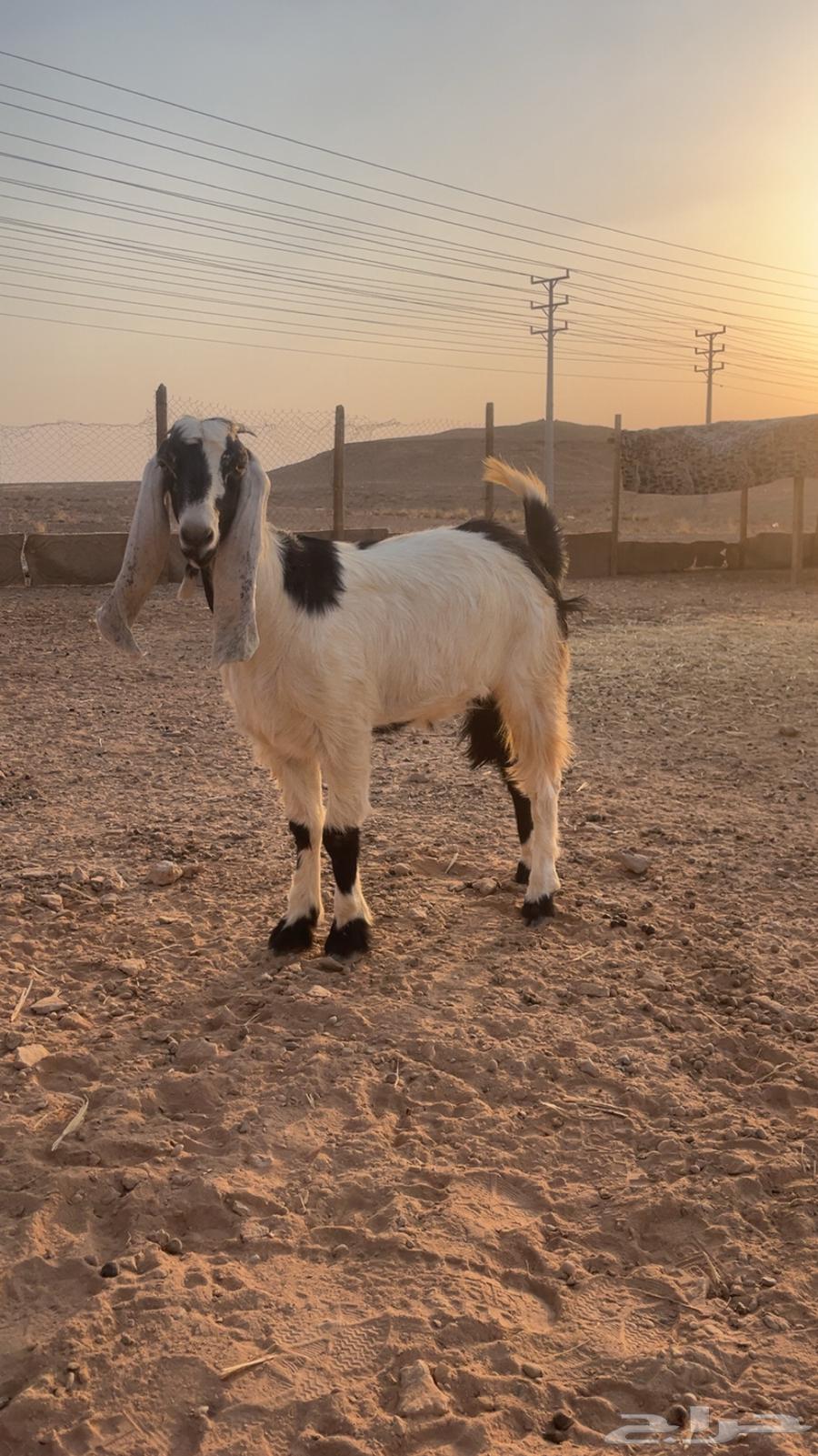 جفره للبيع64439802223234110