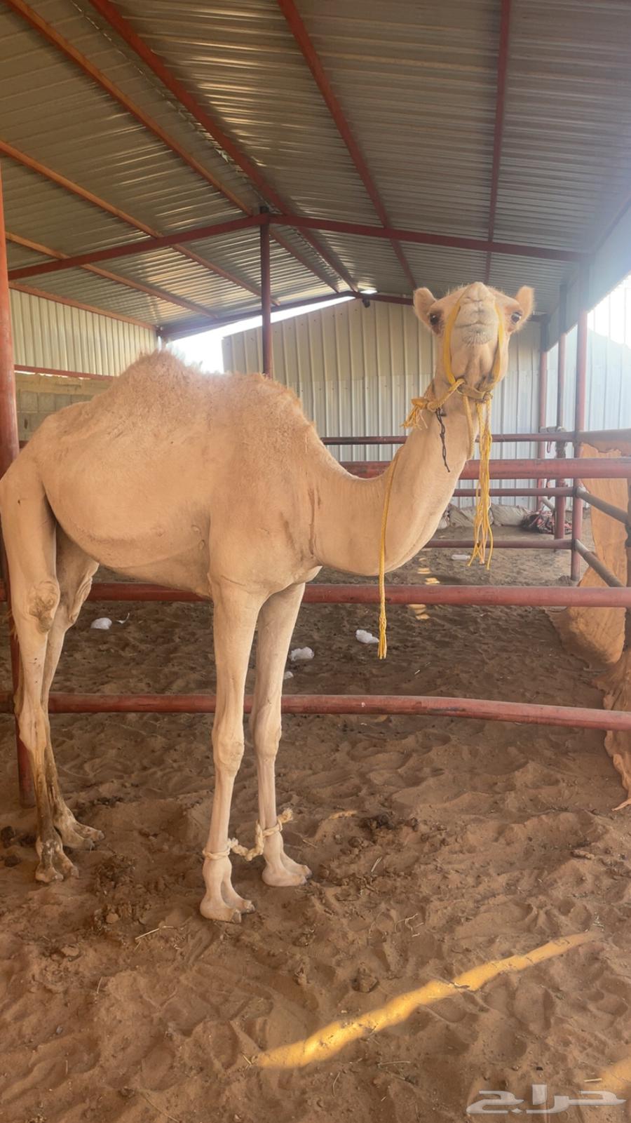 بكره للبيع64437436561665110