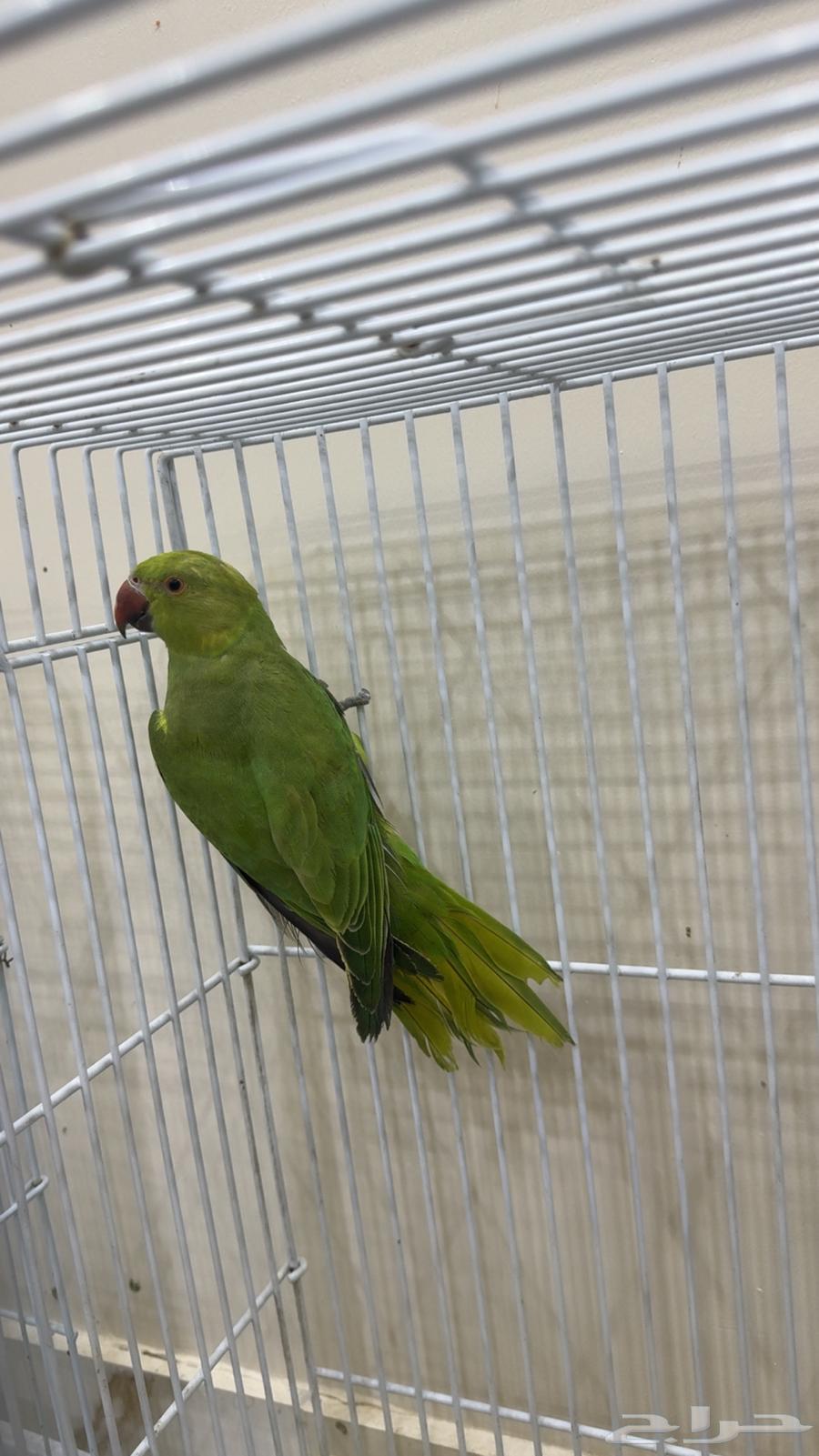 ببغاء دره هندي ( يوجد تابي وتمارا )64441117400450112