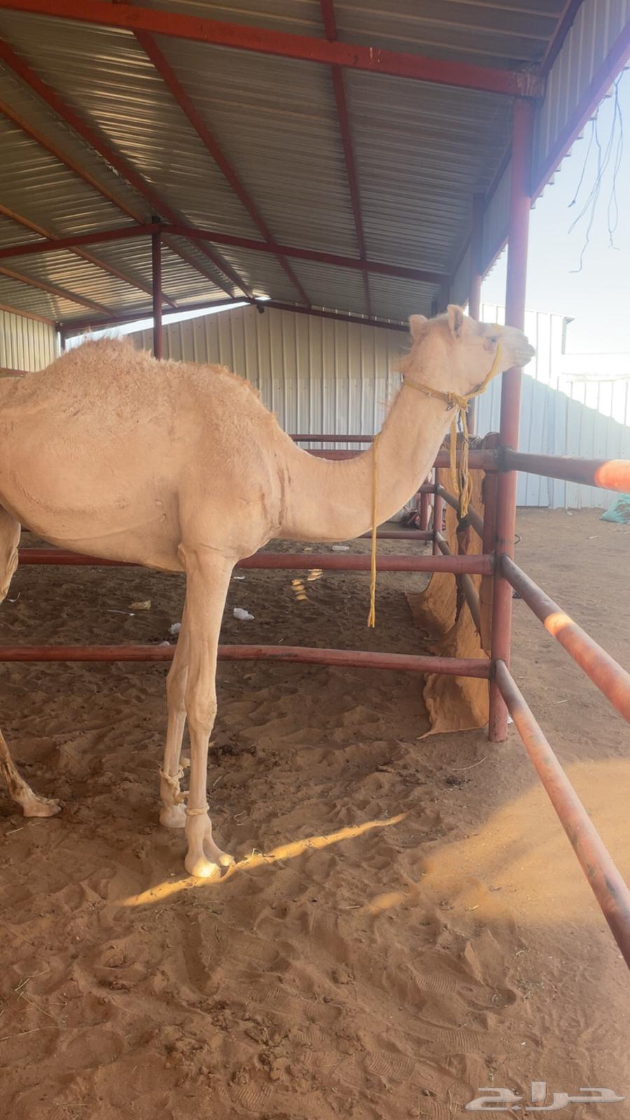 بكره للبيع64437436561665112