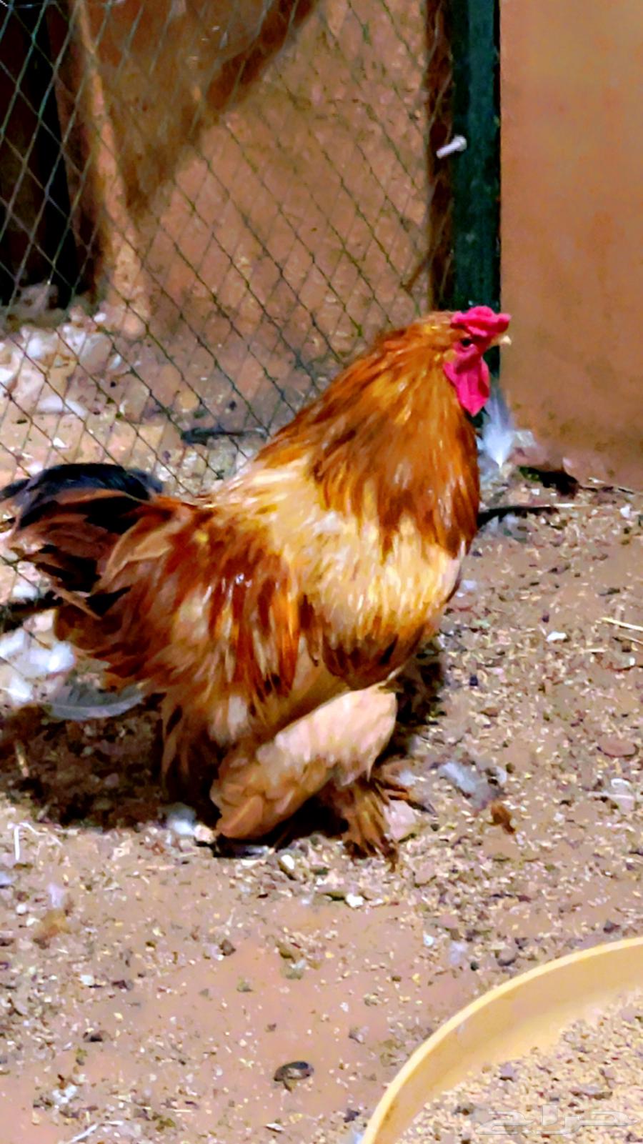 ديوك براهما الماني64434034009603112