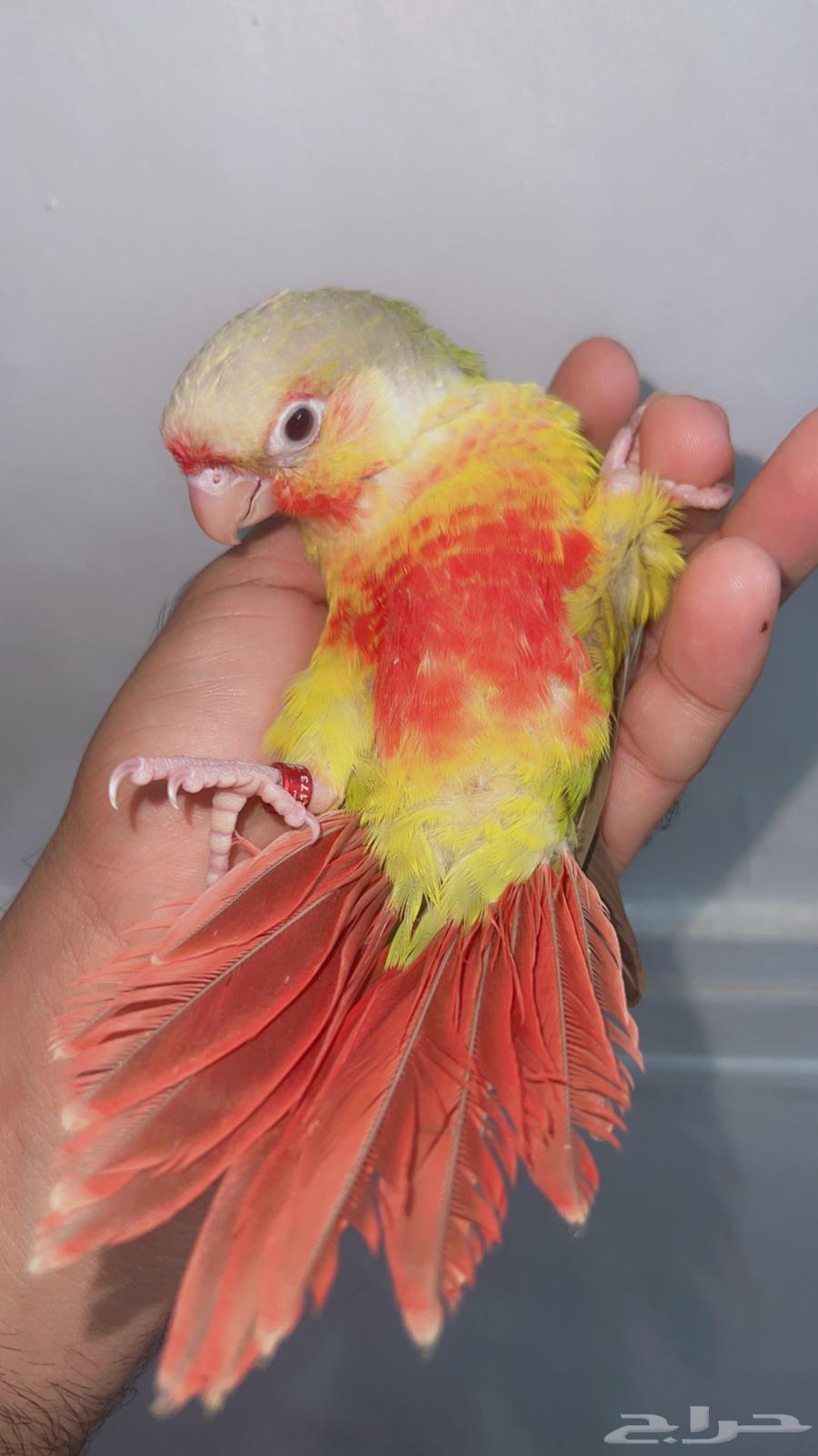 كنيور انناس رد فيس مفطوم64439760989569111