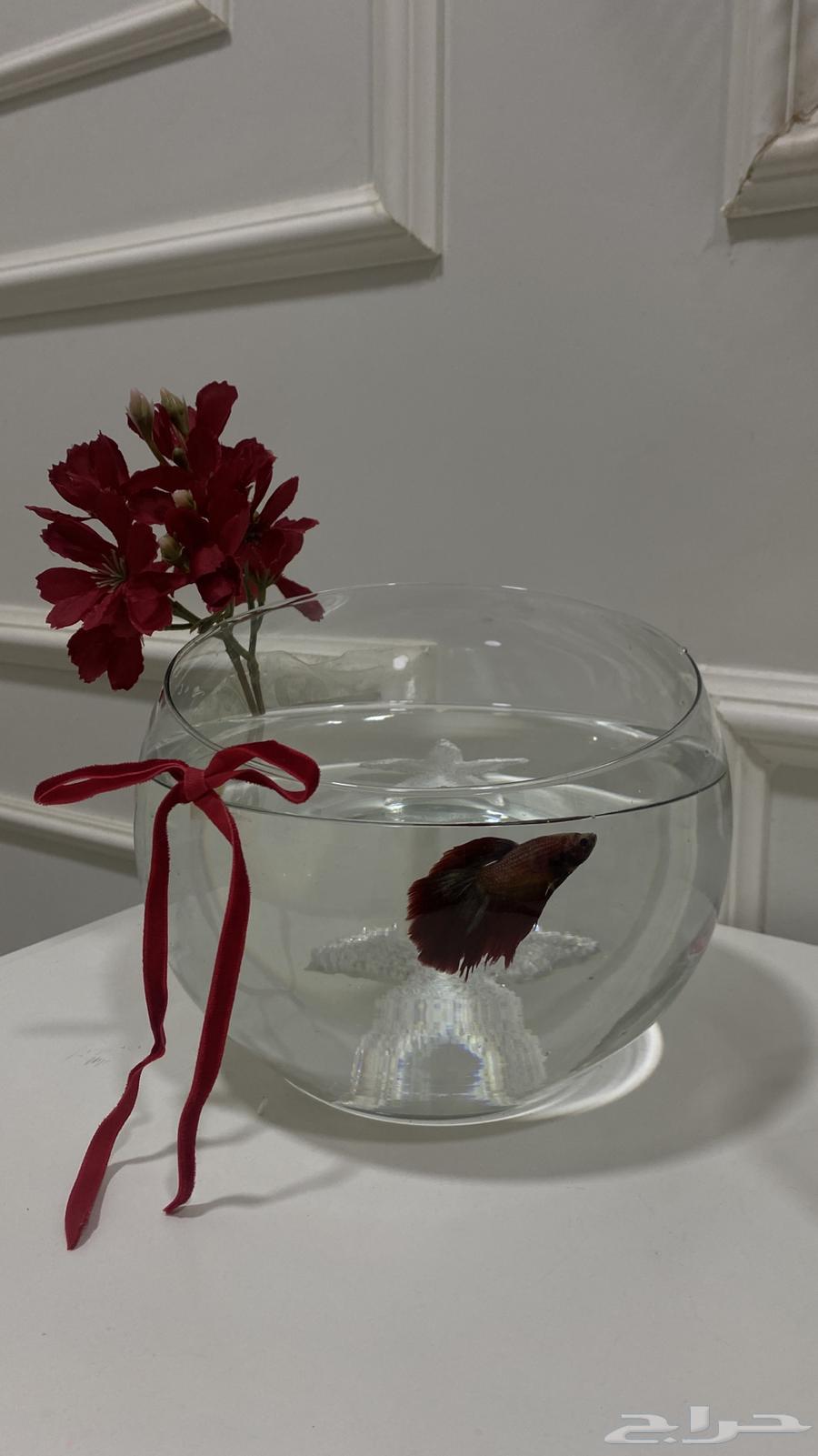 سمك للبيع فايتر فل مون مع الفازات وبدون64440806320899113