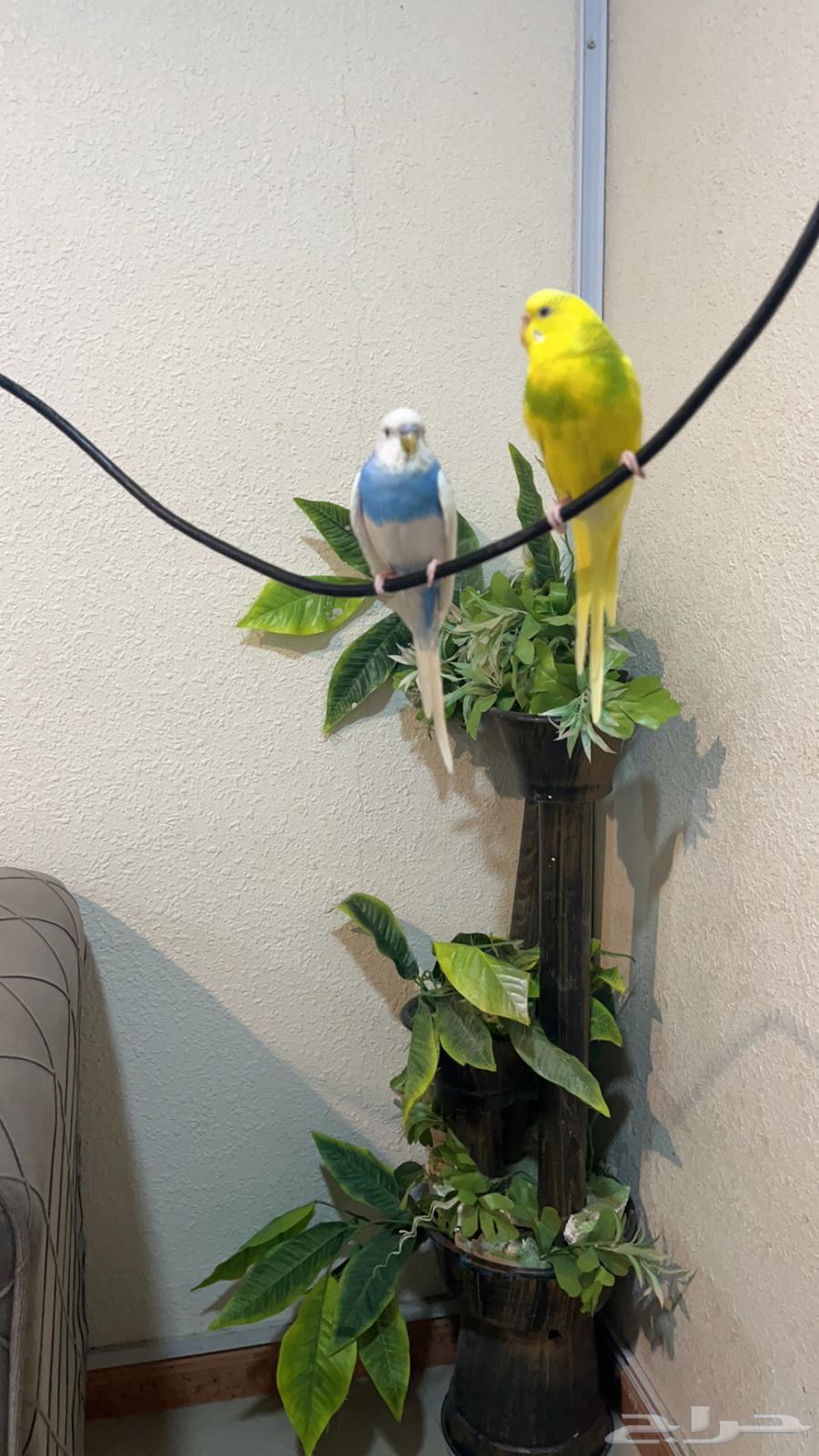 طيور كناري للبيع64438901591937110