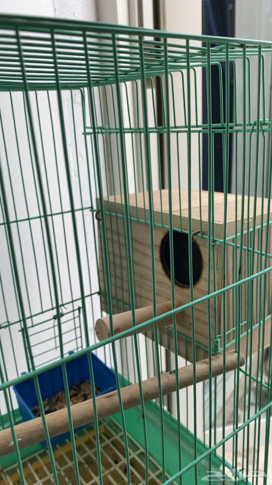 طيور64437881465858110