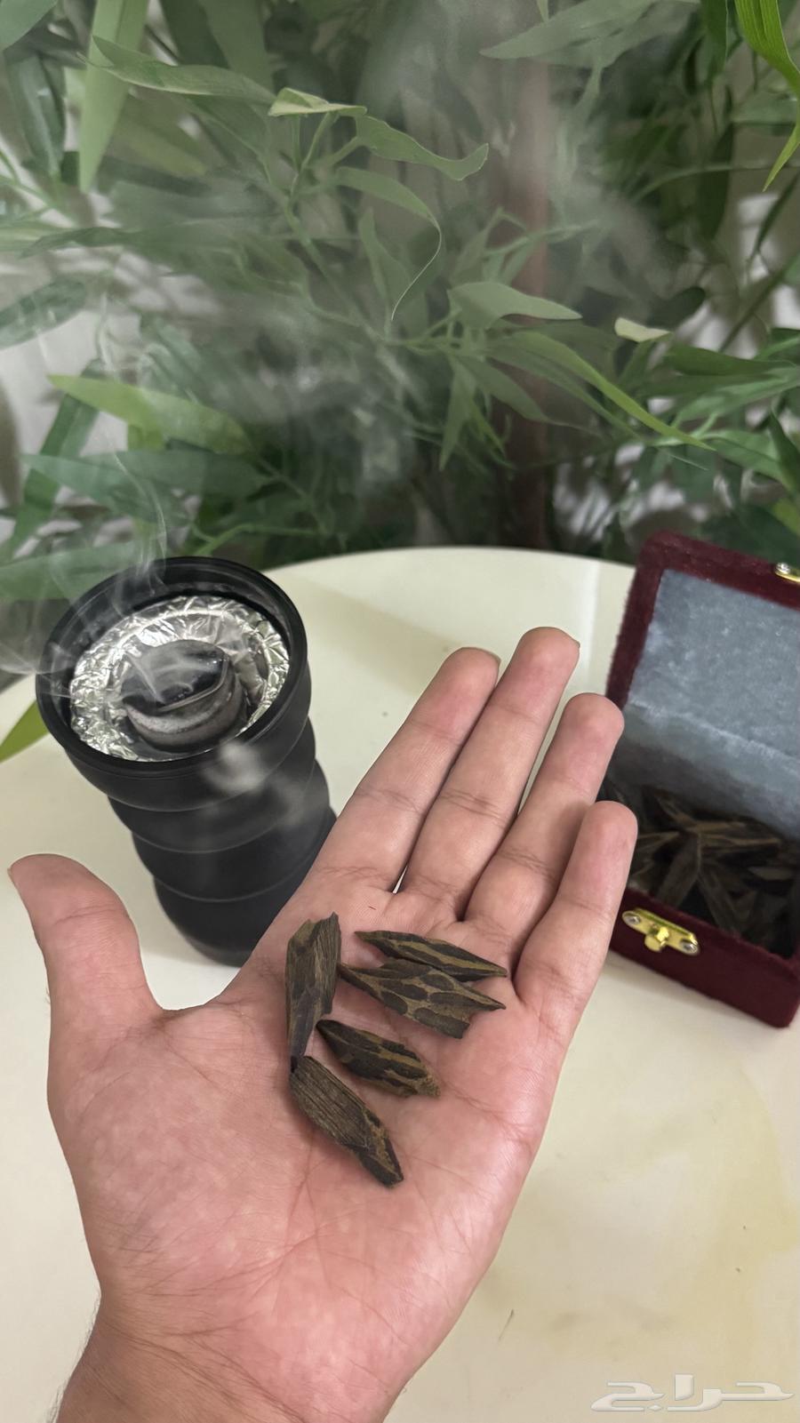 عود تايقر (عرض اليوم الوطني)64435067962115113