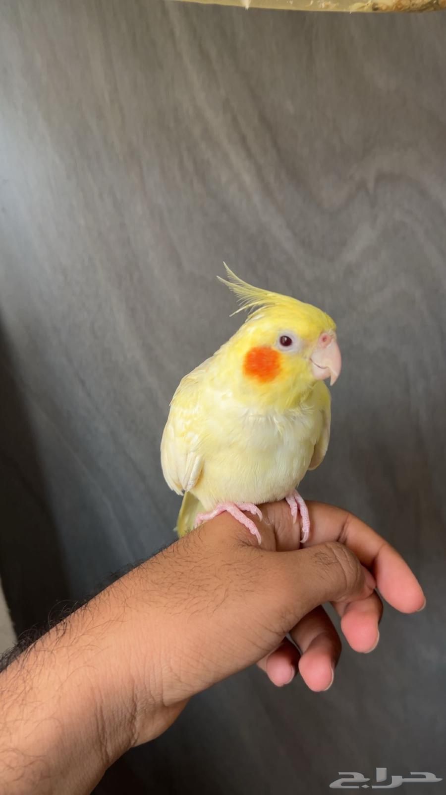 كروان لاتينو للبيع64437261307521110