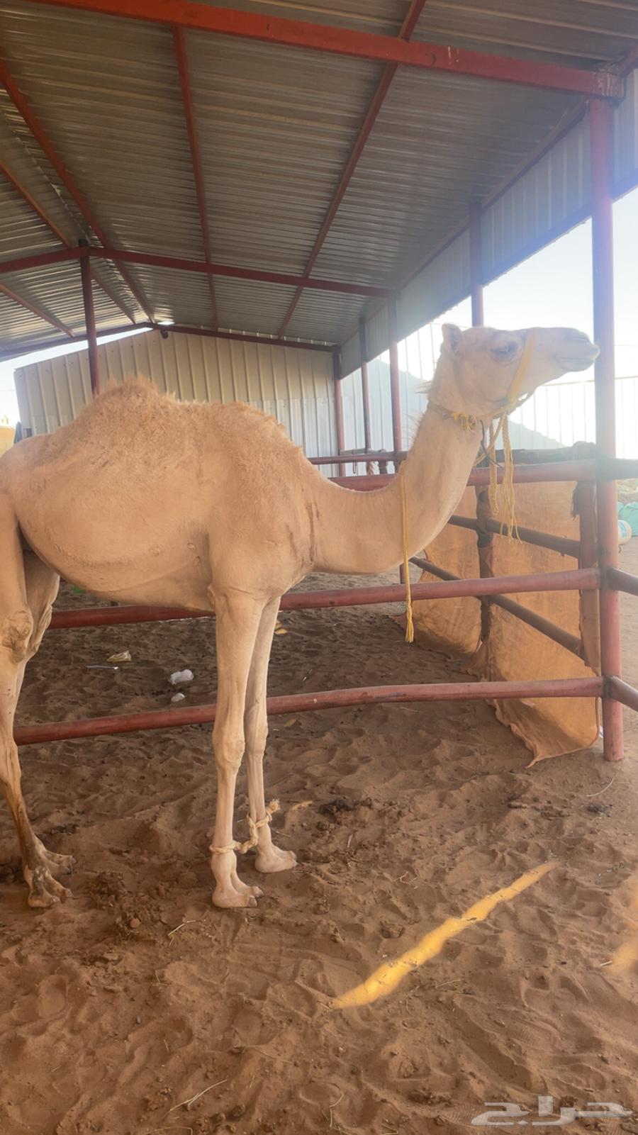 بكره للبيع64437436561665111