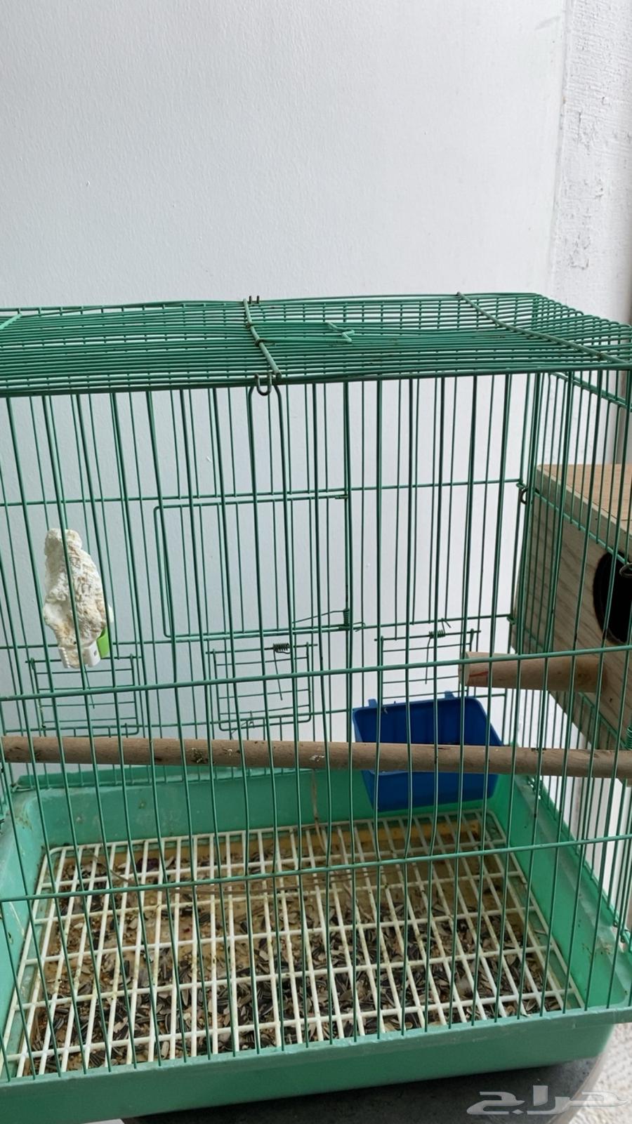 طيور64437881465858112