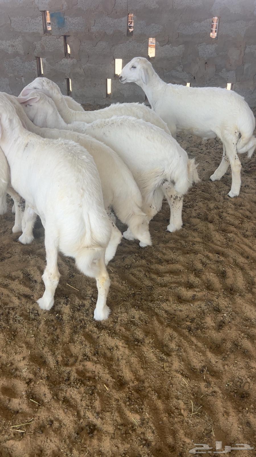 للبيع بهم حري فاخر64436909863426111