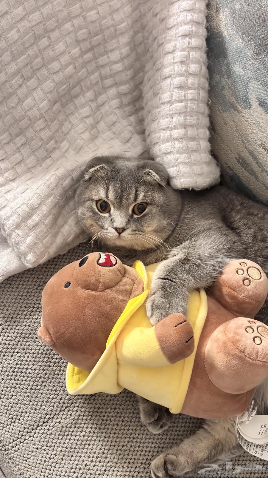 Scotch Fold64434484178819110