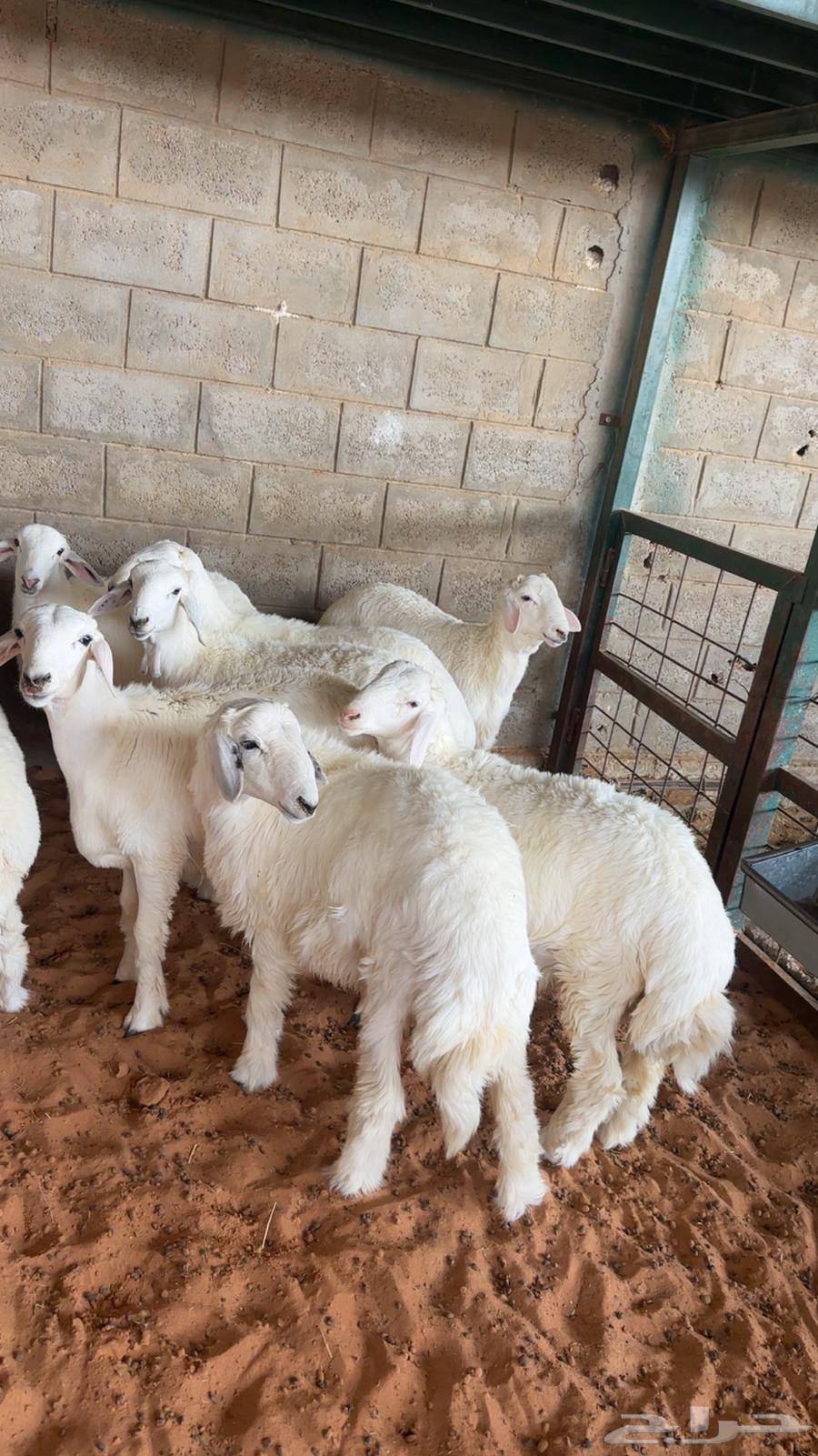 طليان ذبايح للبيع64437126291329112