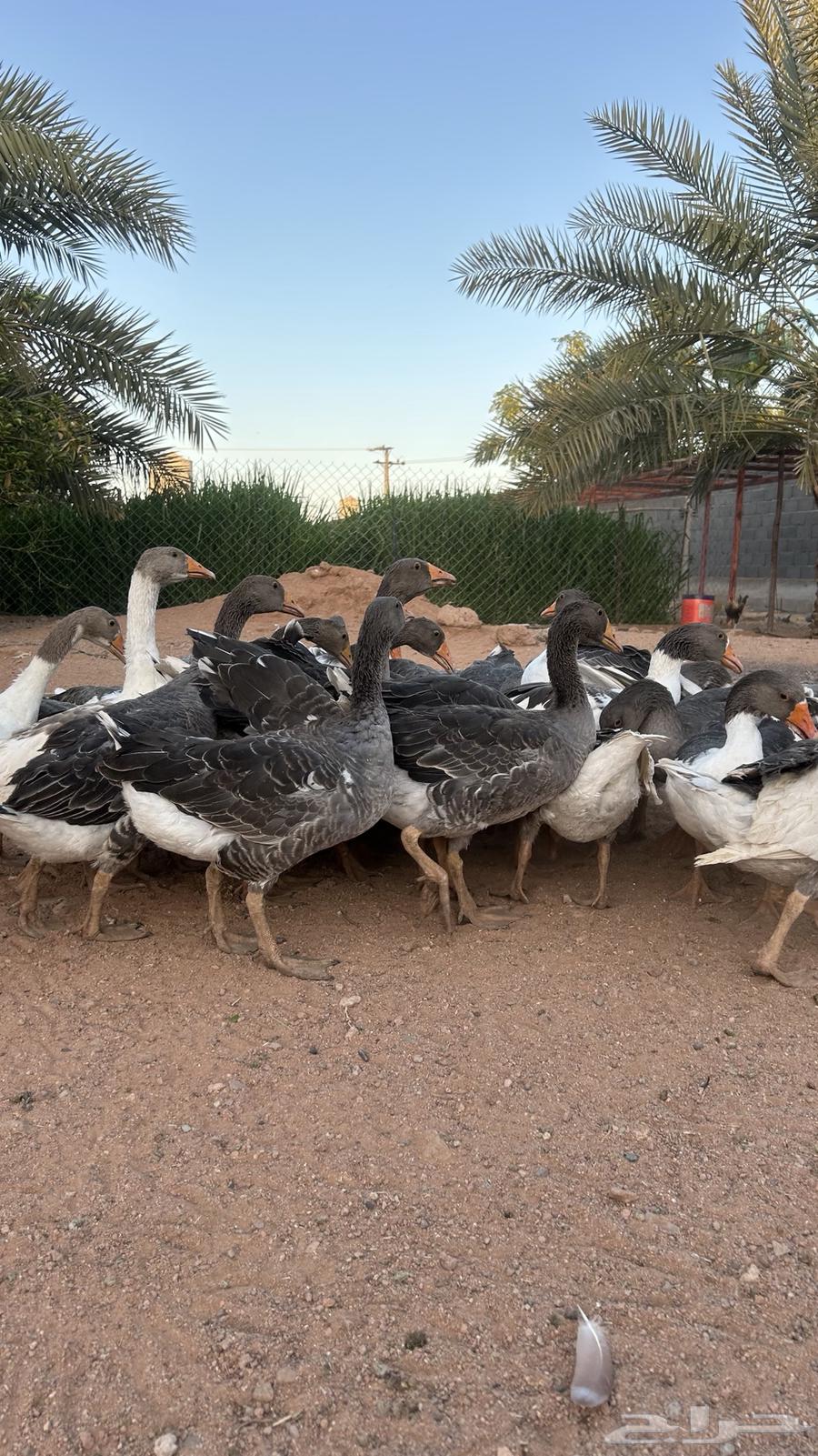 للبيع وز وبط (منتج)64438378200067110