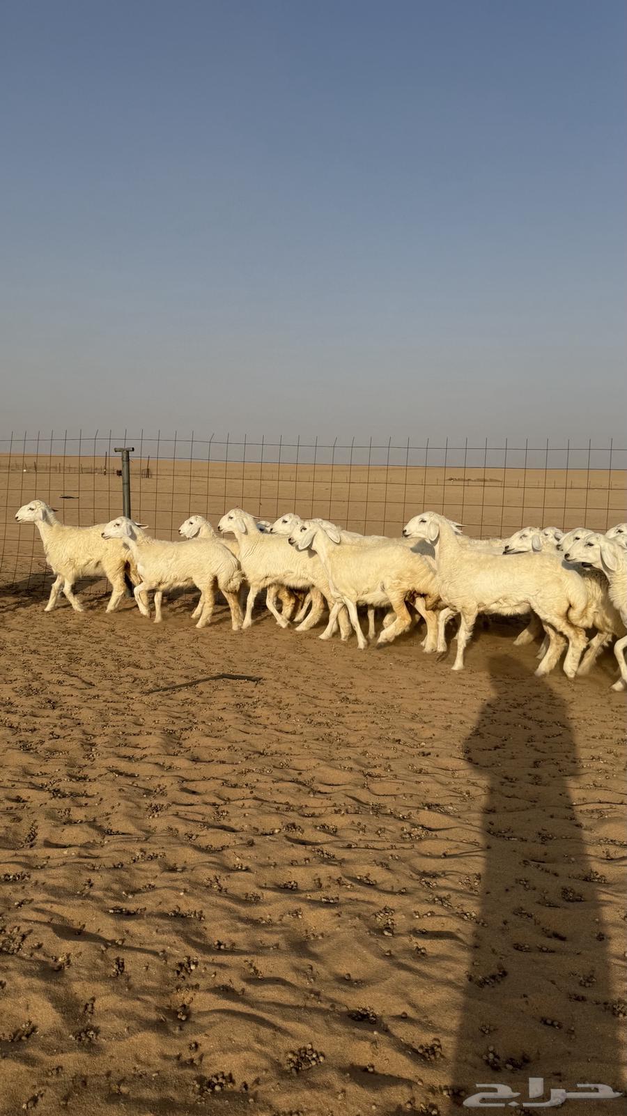 Luxury class camel male for those who want the best64439105029121112