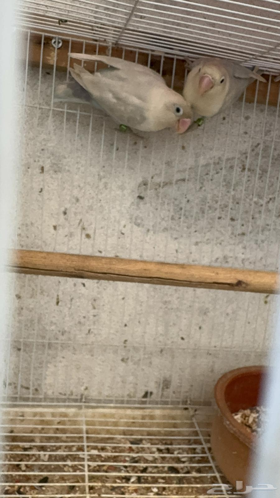 A pair of Fischer's birds with chicks64443330879363112