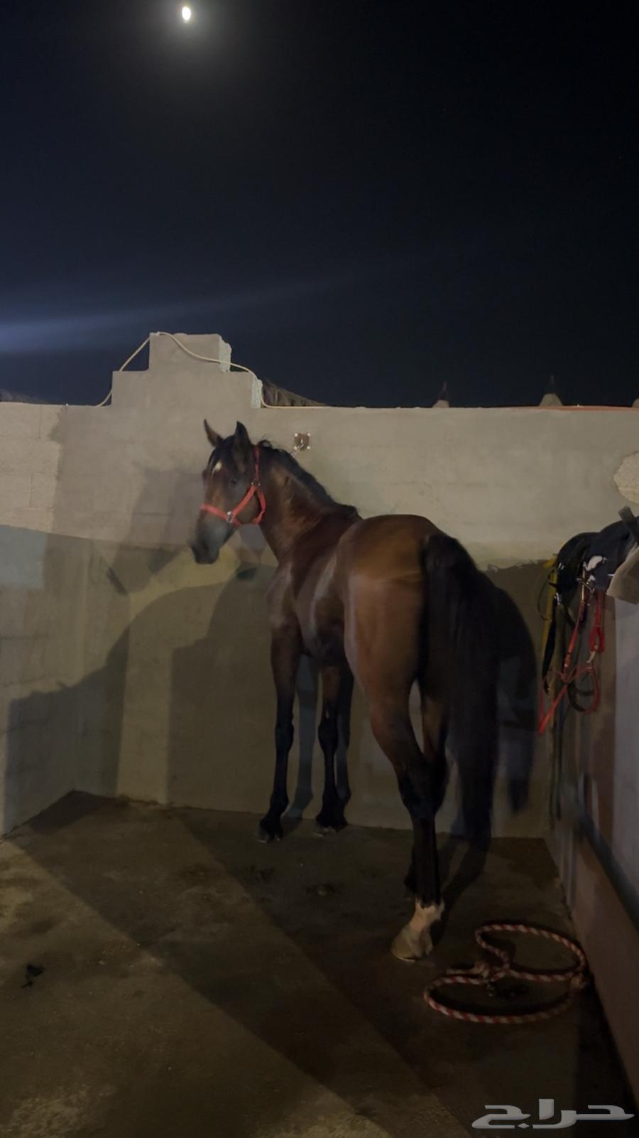 حصان شعبي للبيع64435581001089110