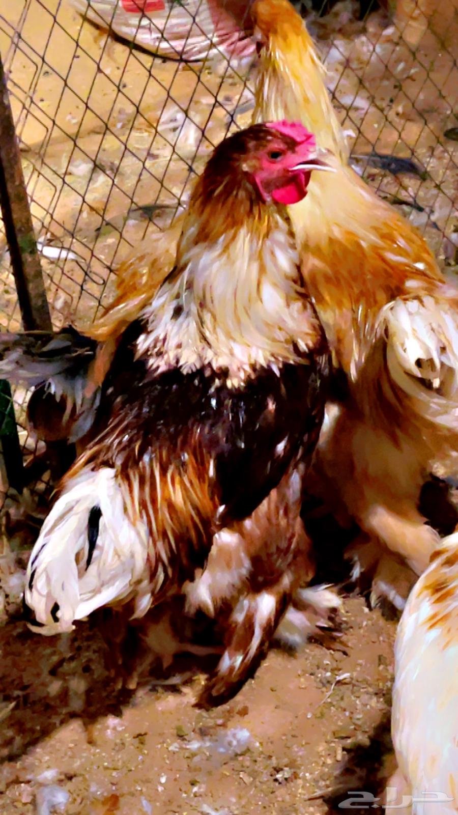 ديوك براهما الماني64434034009603114