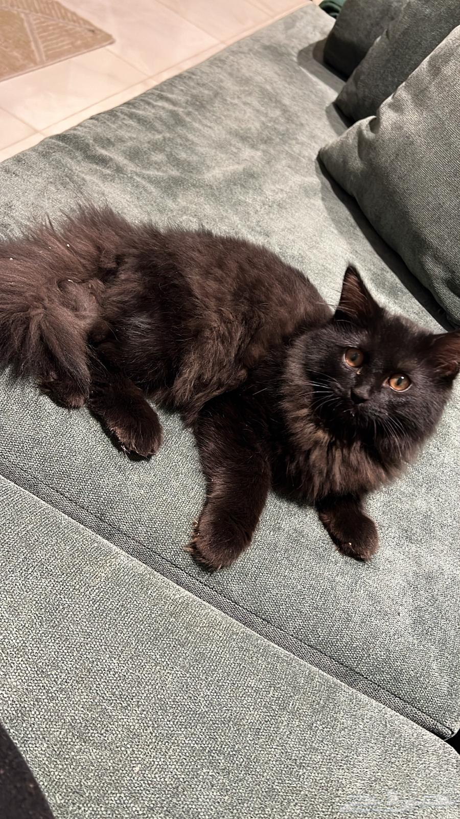 مواشي حيوانات طيور قطط64440478841601110